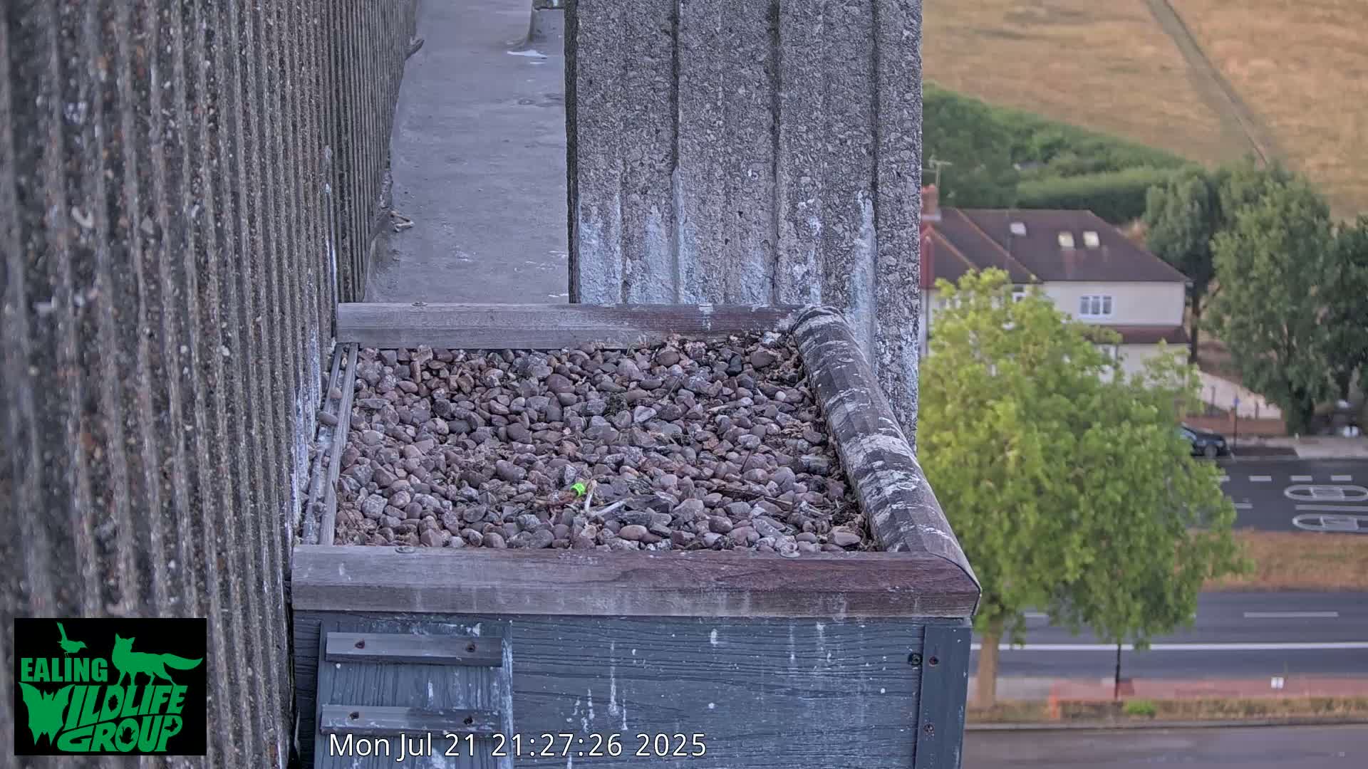 Ealing A4020/ Uxbridge Rd & Ealing’s Peregrine Falcons Life Live Cam - Ealing, London, England, United Kingdom