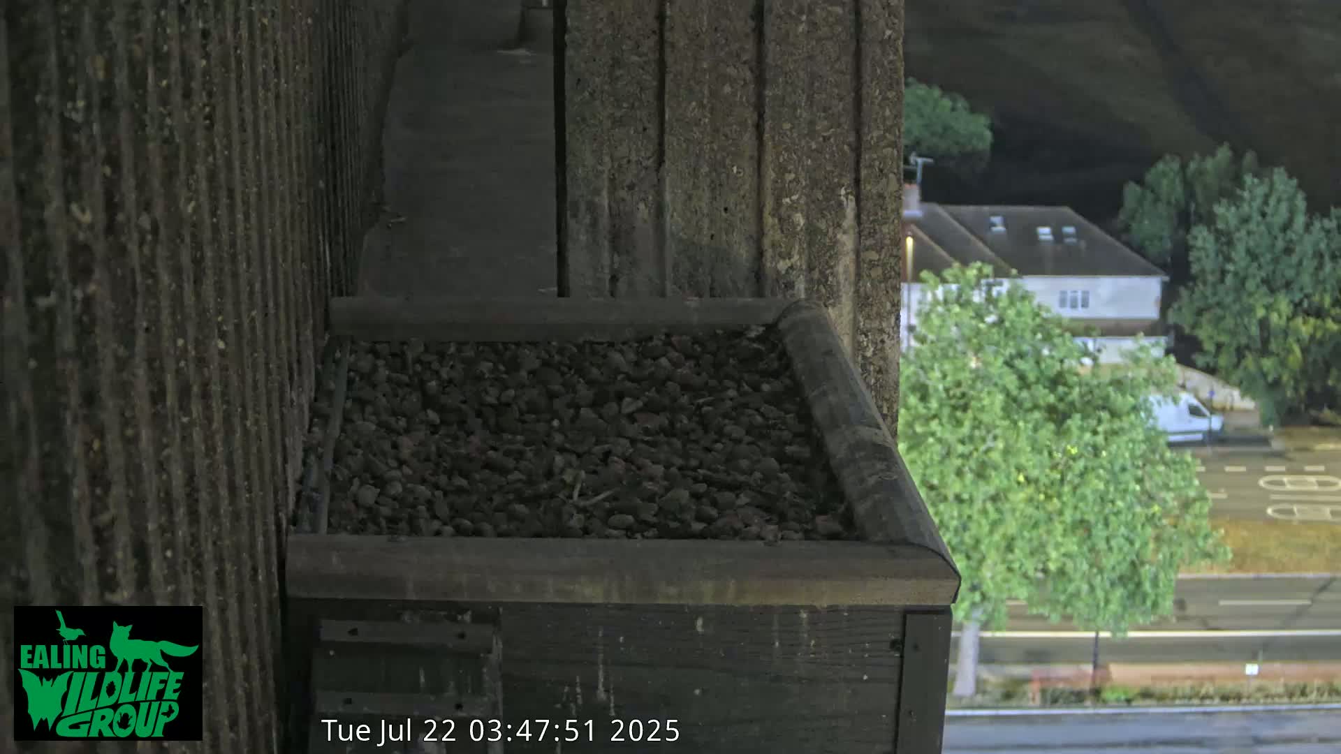 Ealing A4020/ Uxbridge Rd & Ealing’s Peregrine Falcons Life Live Cam - Ealing, London, England, United Kingdom