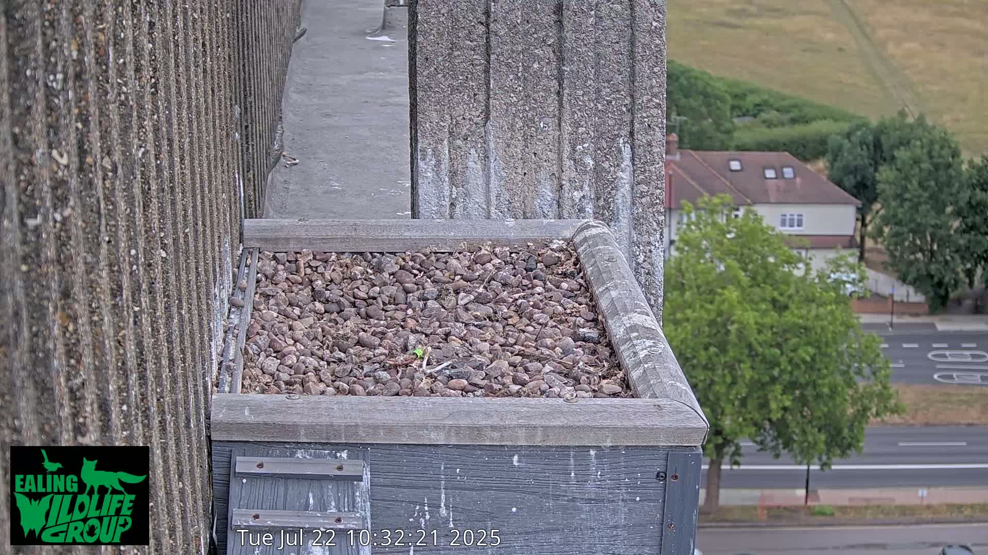 Ealing A4020/ Uxbridge Rd & Ealing’s Peregrine Falcons Life Live Cam - Ealing, London, England, United Kingdom