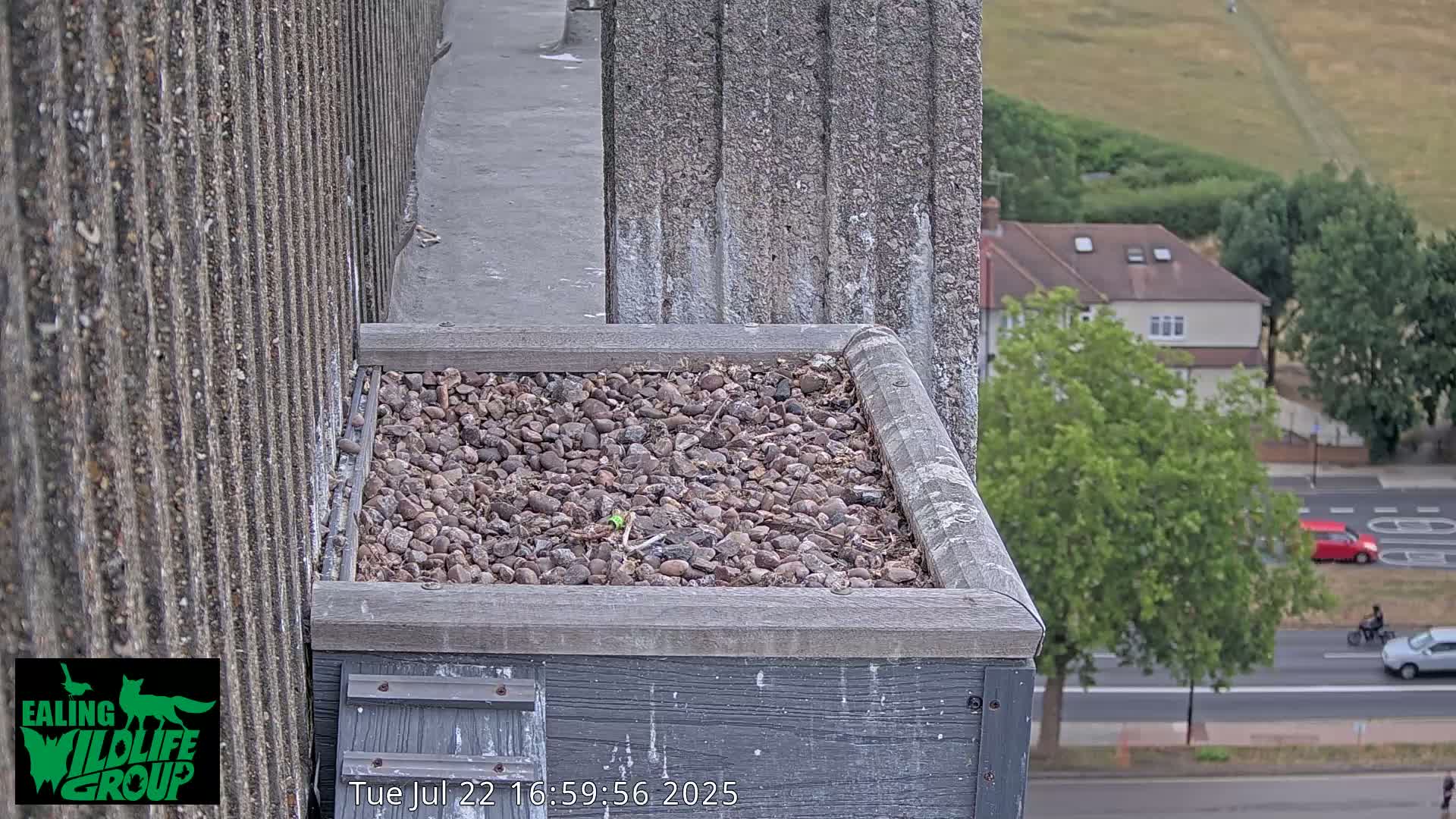Ealing A4020/ Uxbridge Rd & Ealing’s Peregrine Falcons Life Live Cam - Ealing, London, England, United Kingdom