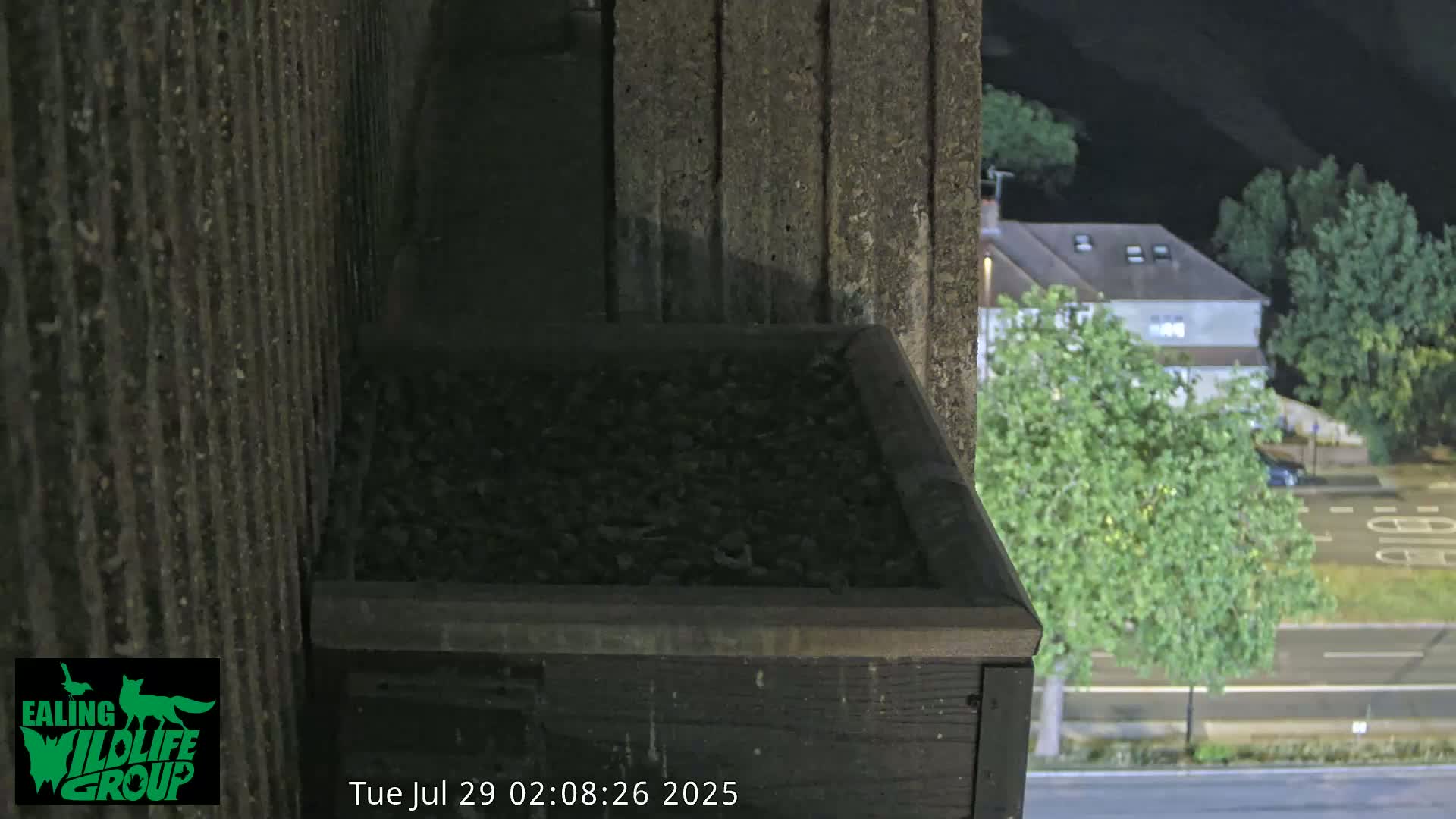 Ealing A4020/ Uxbridge Rd & Ealing’s Peregrine Falcons Life Live Cam - Ealing, London, England, United Kingdom