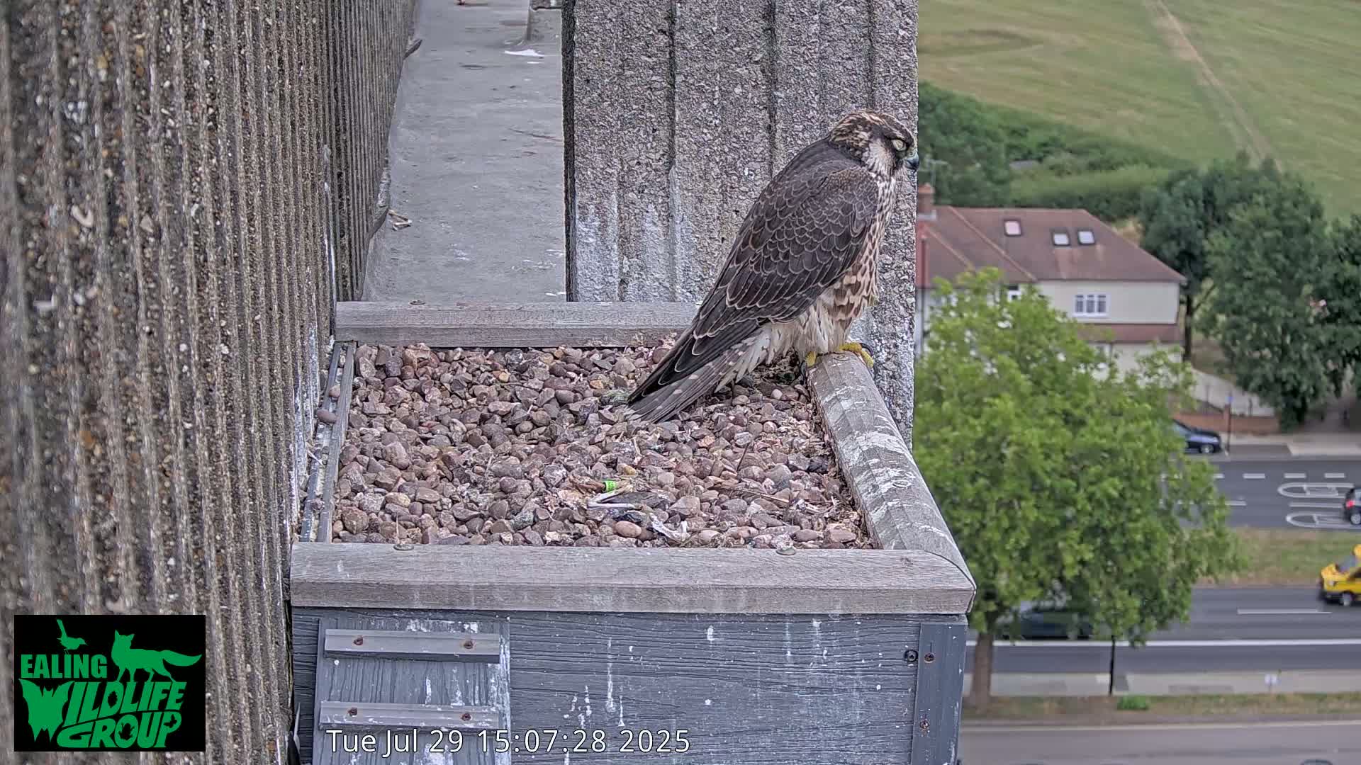 Ealing A4020/ Uxbridge Rd & Ealing’s Peregrine Falcons Life Live Cam - Ealing, London, England, United Kingdom