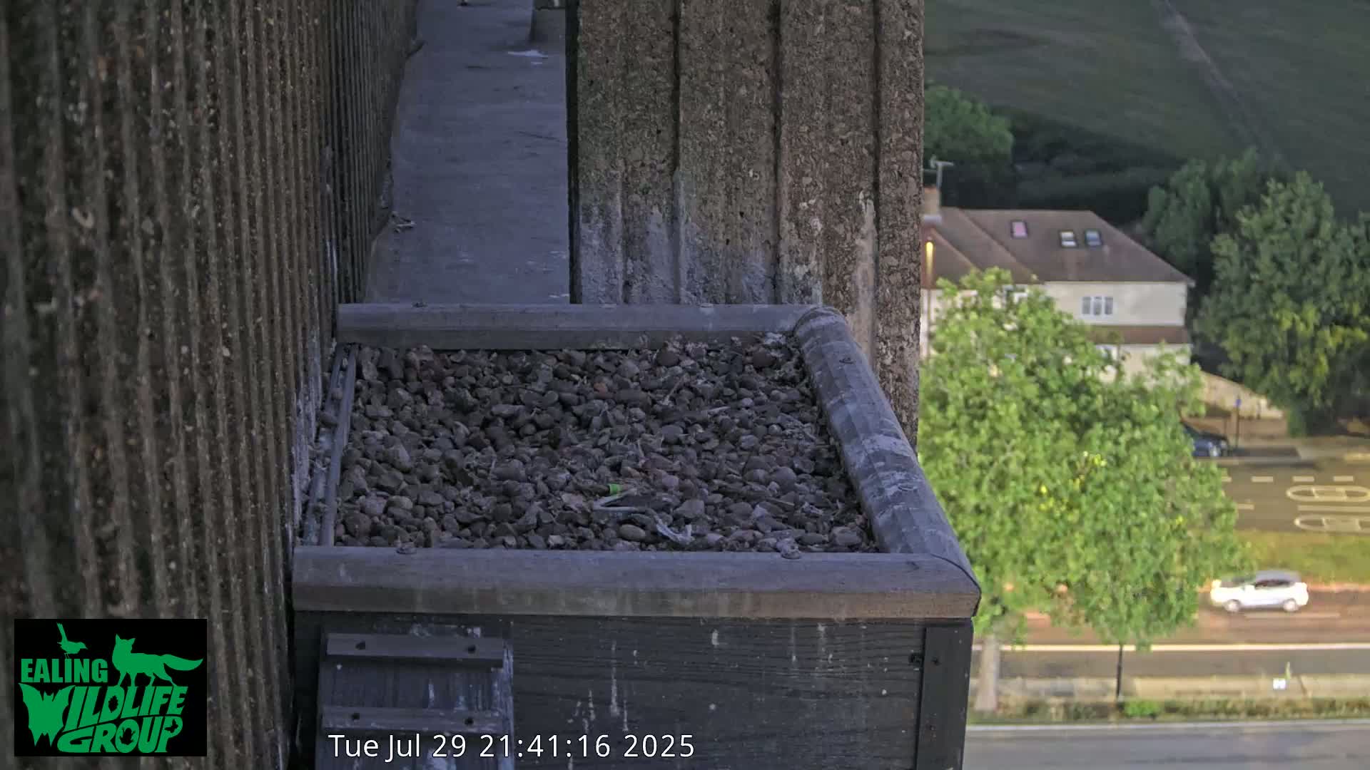Ealing A4020/ Uxbridge Rd & Ealing’s Peregrine Falcons Life Live Cam - Ealing, London, England, United Kingdom