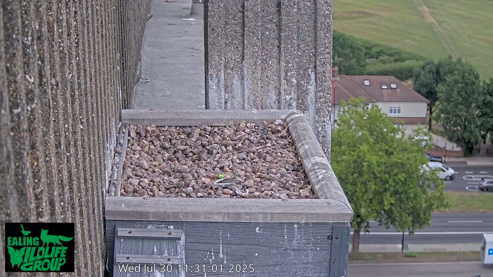 Ealing A4020/ Uxbridge Rd & Ealing’s Peregrine Falcons Life Live Cam - Ealing, London, England, United Kingdom
