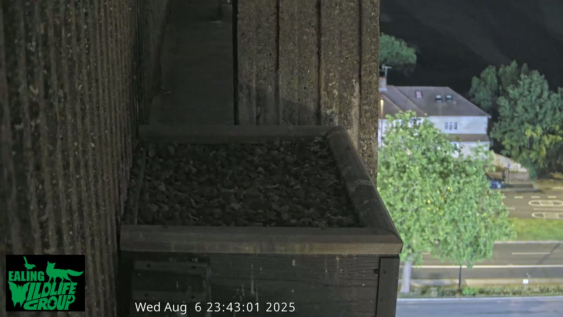 Ealing A4020/ Uxbridge Rd & Ealing’s Peregrine Falcons Life Live Cam - Ealing, London, England, United Kingdom