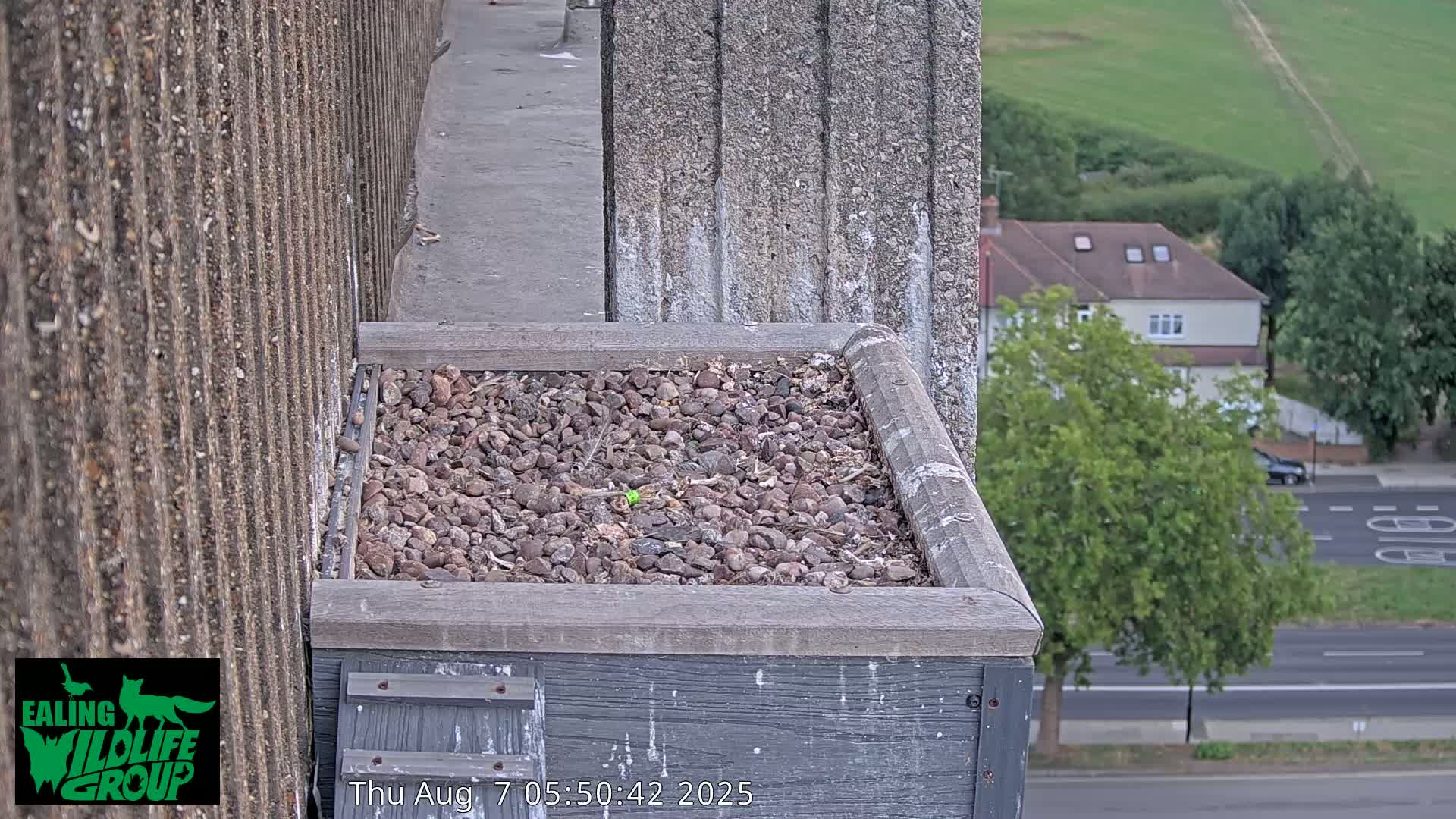 Ealing A4020/ Uxbridge Rd & Ealing’s Peregrine Falcons Life Live Cam - Ealing, London, England, United Kingdom