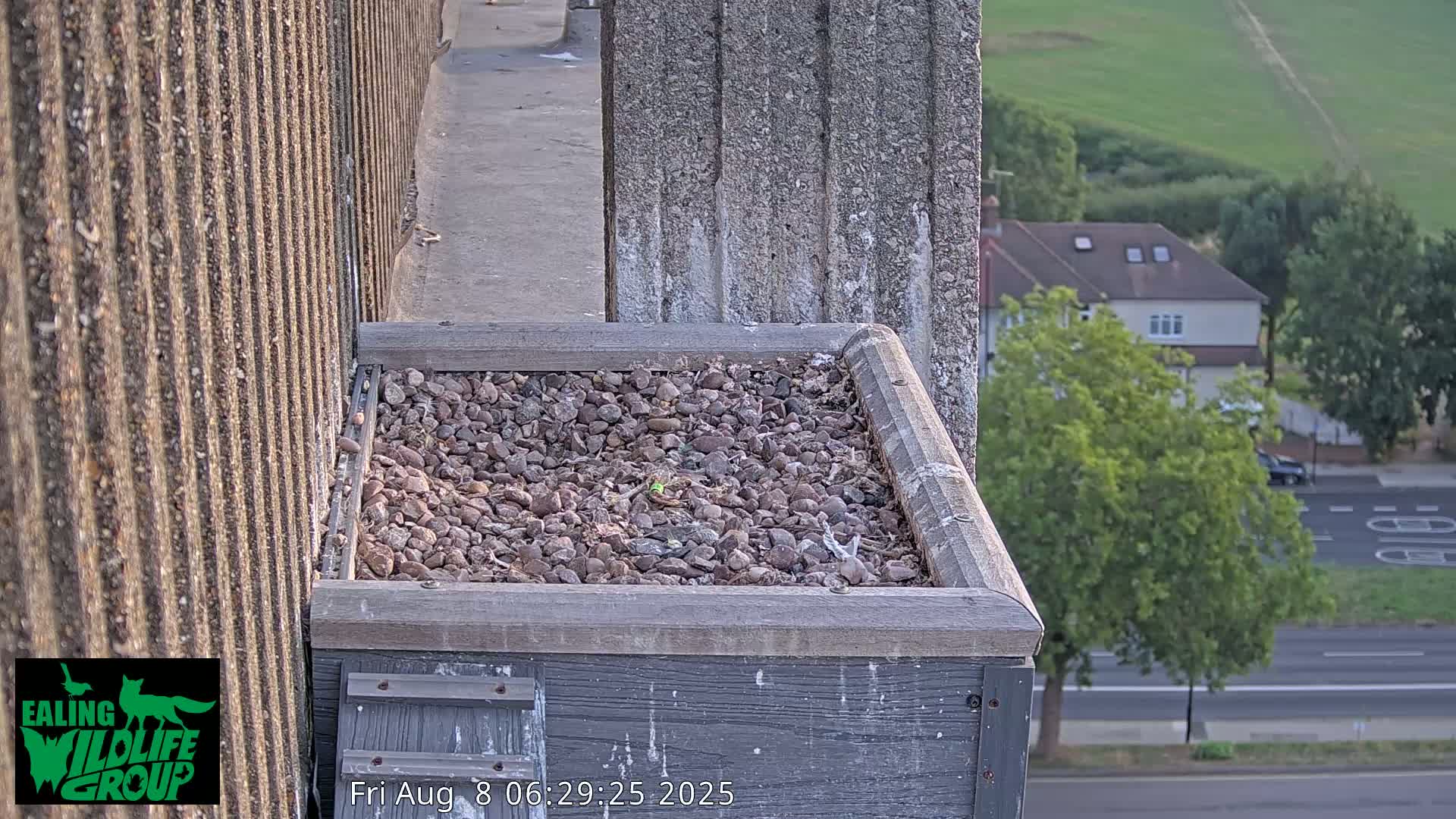 Ealing A4020/ Uxbridge Rd & Ealing’s Peregrine Falcons Life Live Cam - Ealing, London, England, United Kingdom