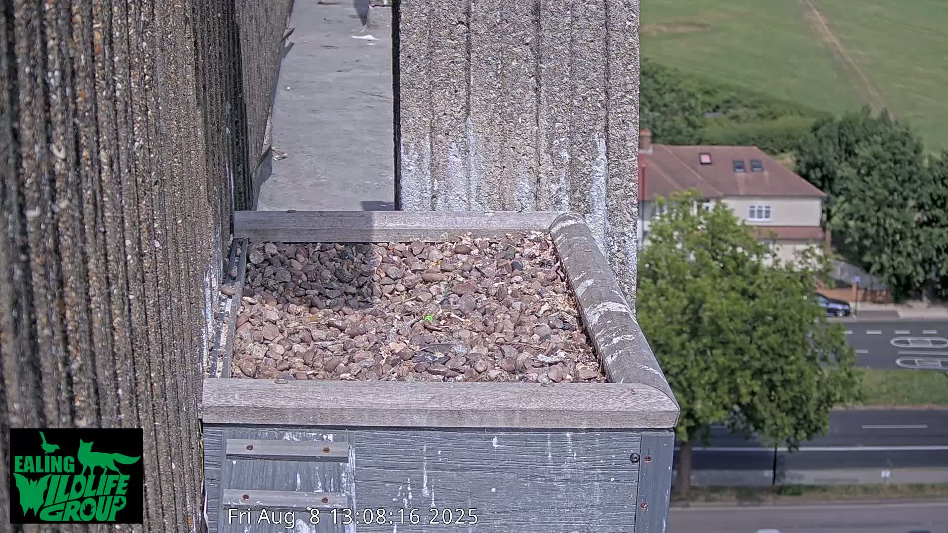 Ealing A4020/ Uxbridge Rd & Ealing’s Peregrine Falcons Life Live Cam - Ealing, London, England, United Kingdom