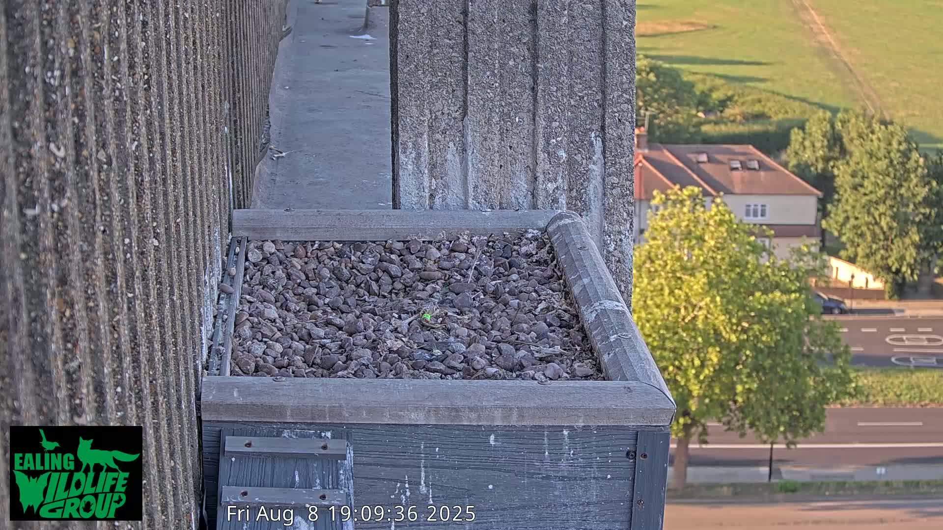 Ealing A4020/ Uxbridge Rd & Ealing’s Peregrine Falcons Life Live Cam - Ealing, London, England, United Kingdom