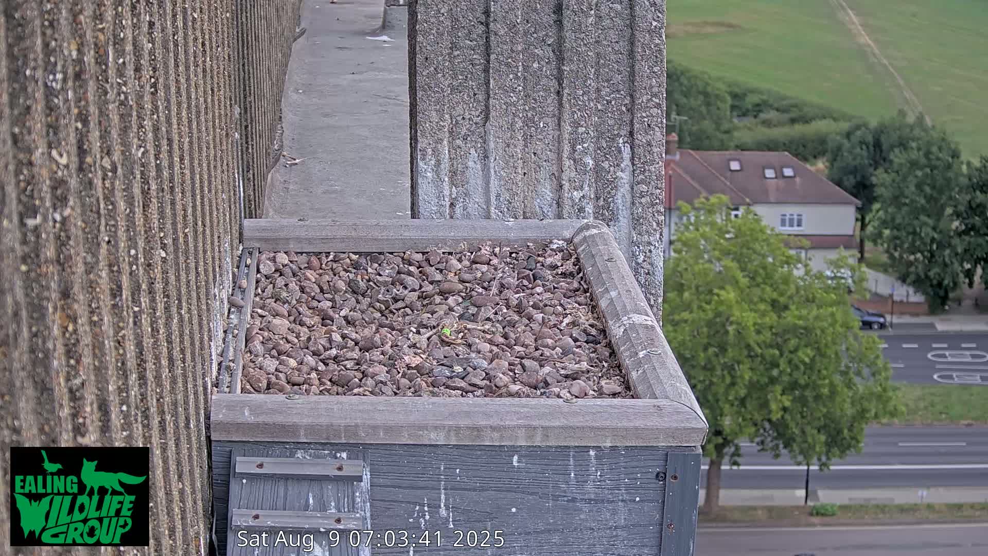 Ealing A4020/ Uxbridge Rd & Ealing’s Peregrine Falcons Life Live Cam - Ealing, London, England, United Kingdom