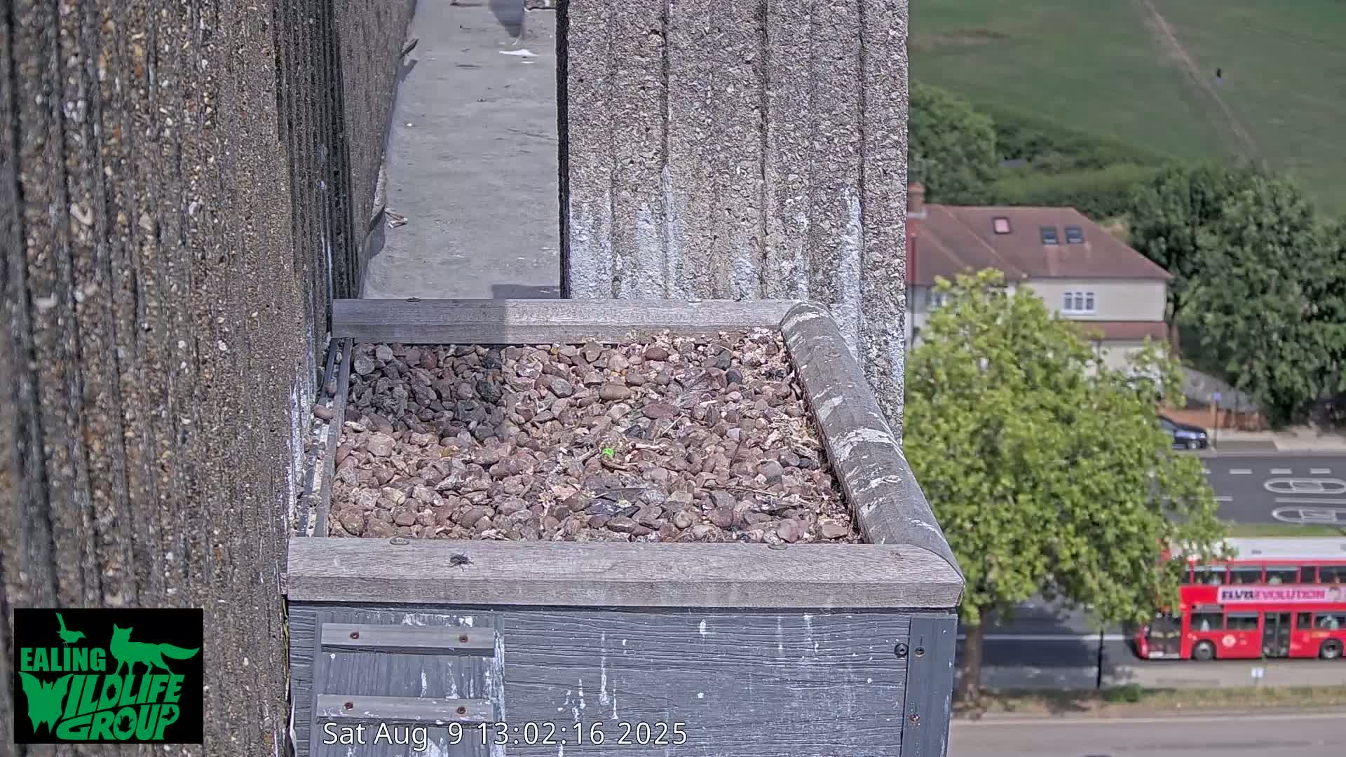 Ealing A4020/ Uxbridge Rd & Ealing’s Peregrine Falcons Life Live Cam - Ealing, London, England, United Kingdom