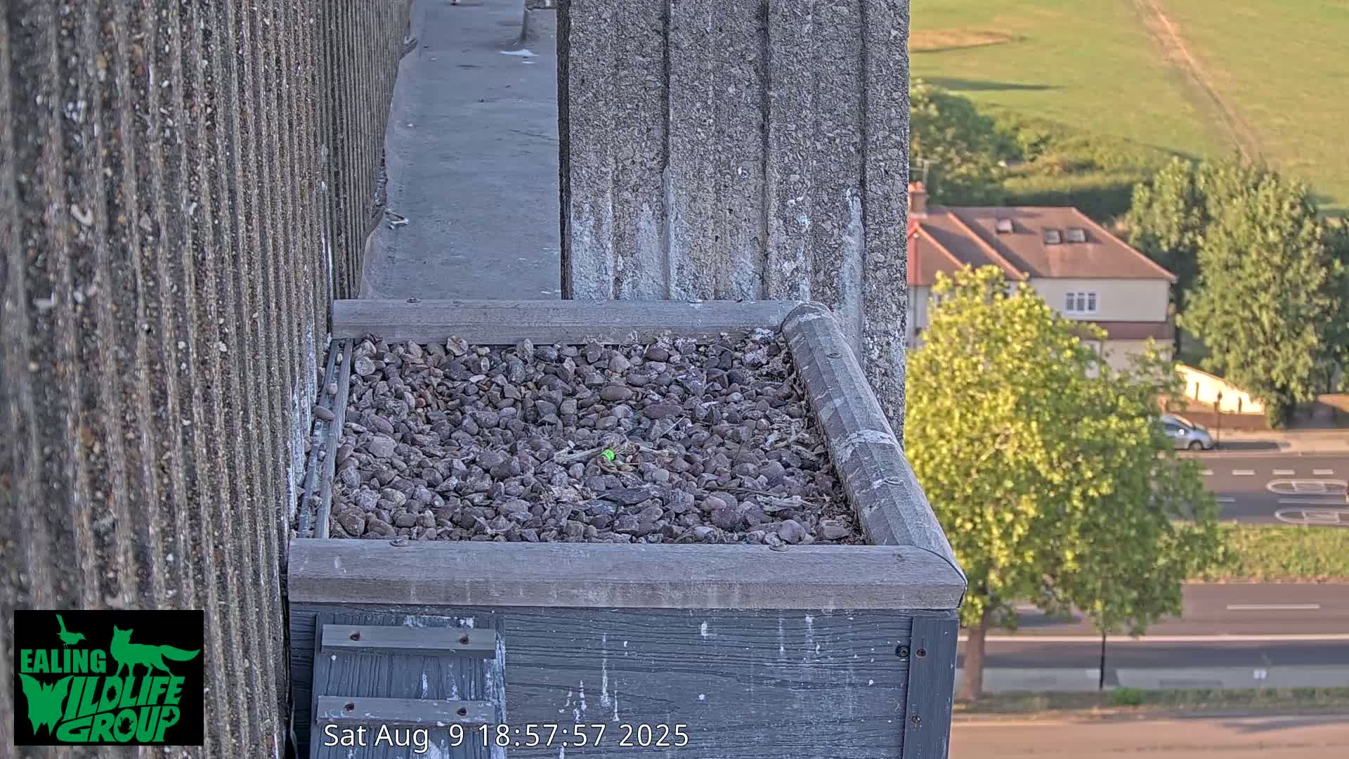 Ealing A4020/ Uxbridge Rd & Ealing’s Peregrine Falcons Life Live Cam - Ealing, London, England, United Kingdom