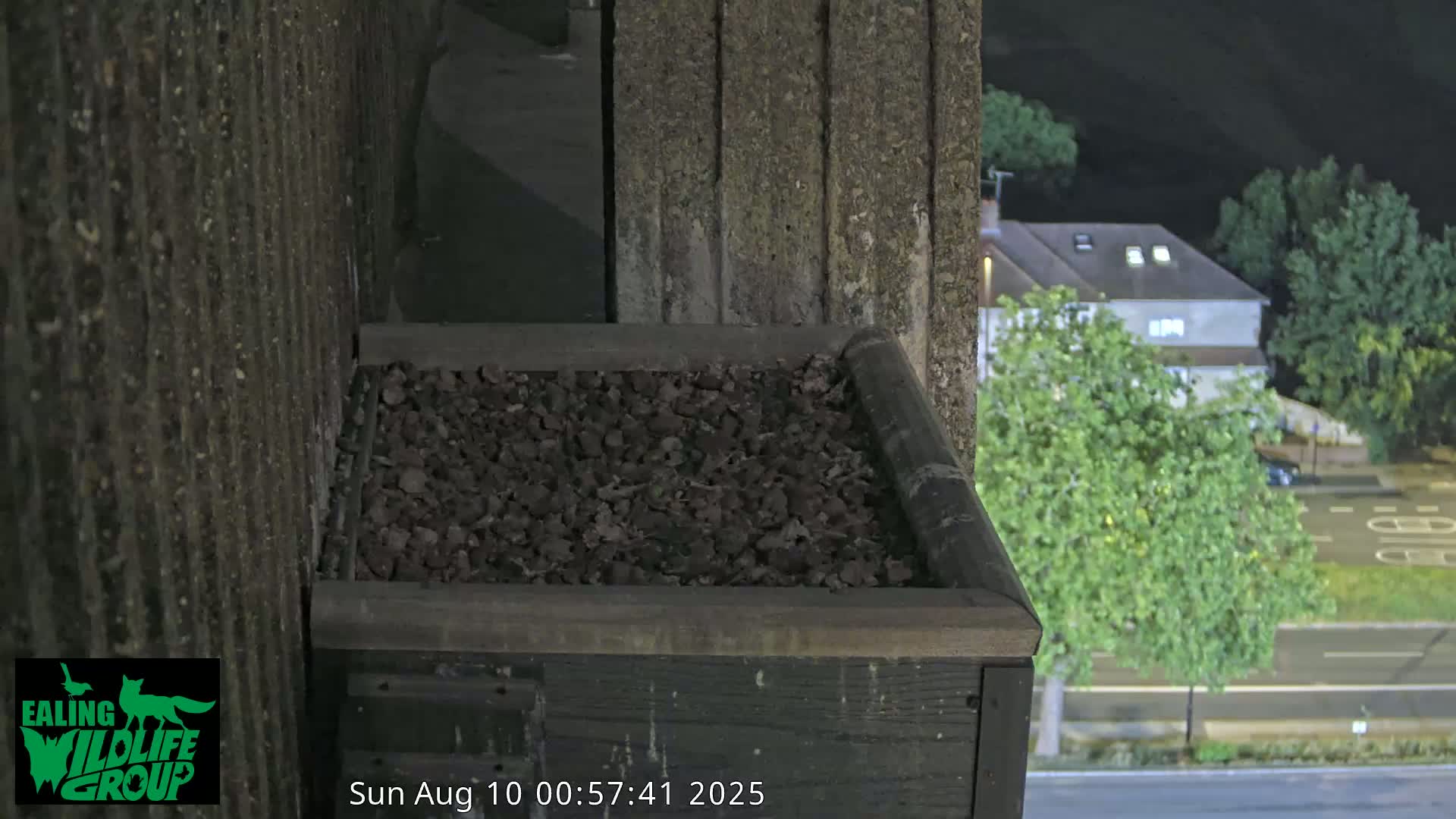 Ealing A4020/ Uxbridge Rd & Ealing’s Peregrine Falcons Life Live Cam - Ealing, London, England, United Kingdom