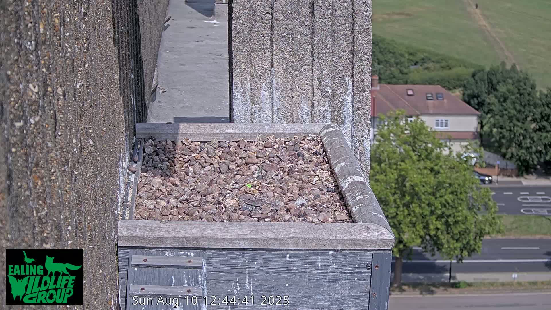 Ealing A4020/ Uxbridge Rd & Ealing’s Peregrine Falcons Life Live Cam - Ealing, London, England, United Kingdom