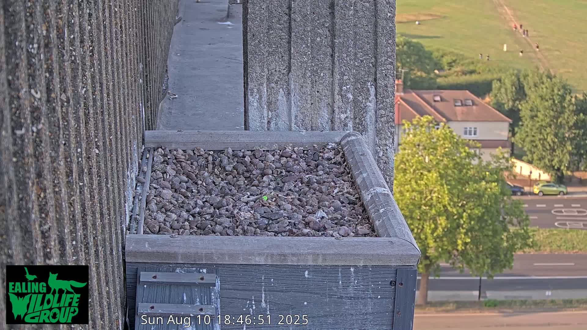 Ealing A4020/ Uxbridge Rd & Ealing’s Peregrine Falcons Life Live Cam - Ealing, London, England, United Kingdom