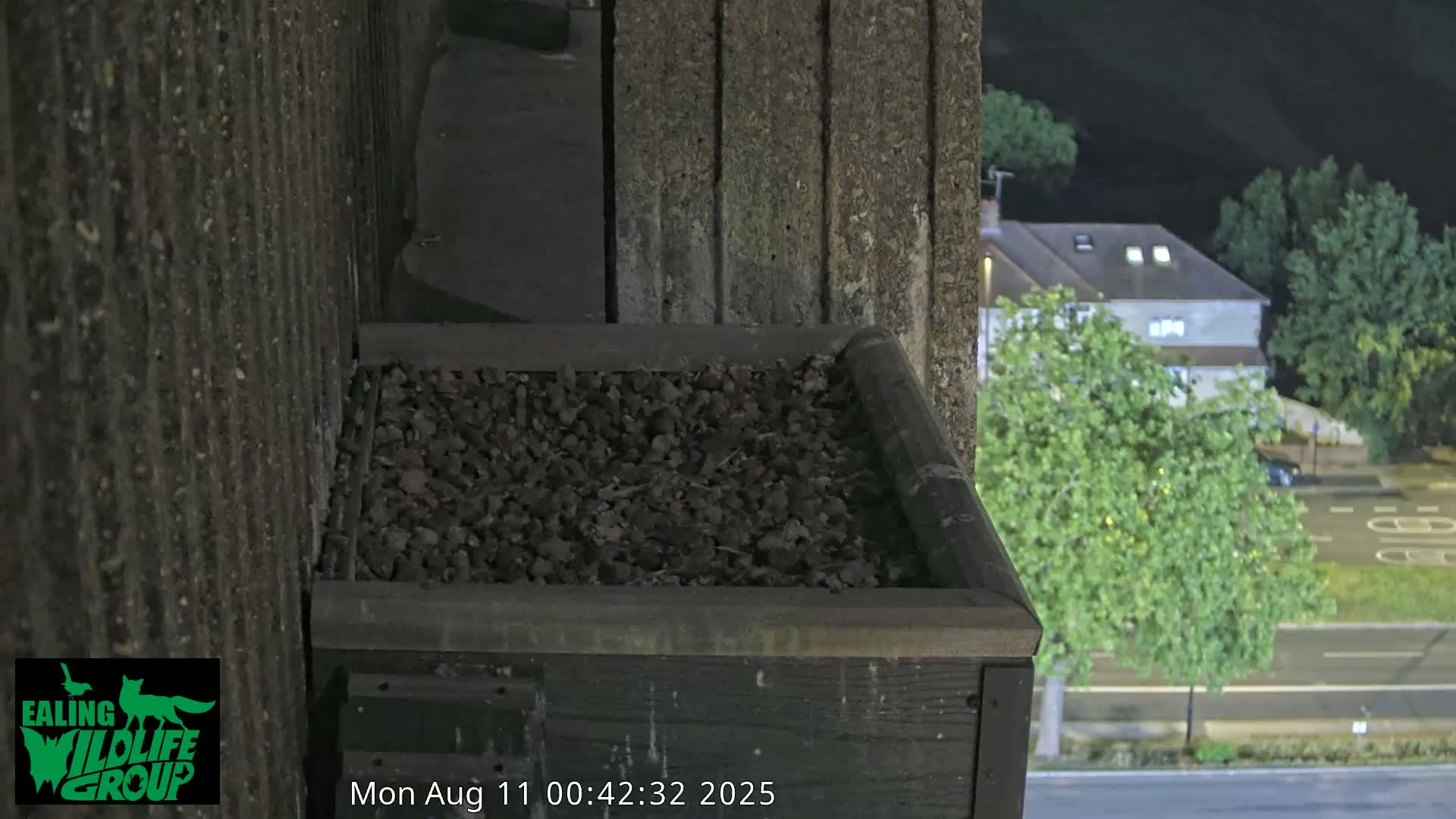 Ealing A4020/ Uxbridge Rd & Ealing’s Peregrine Falcons Life Live Cam - Ealing, London, England, United Kingdom