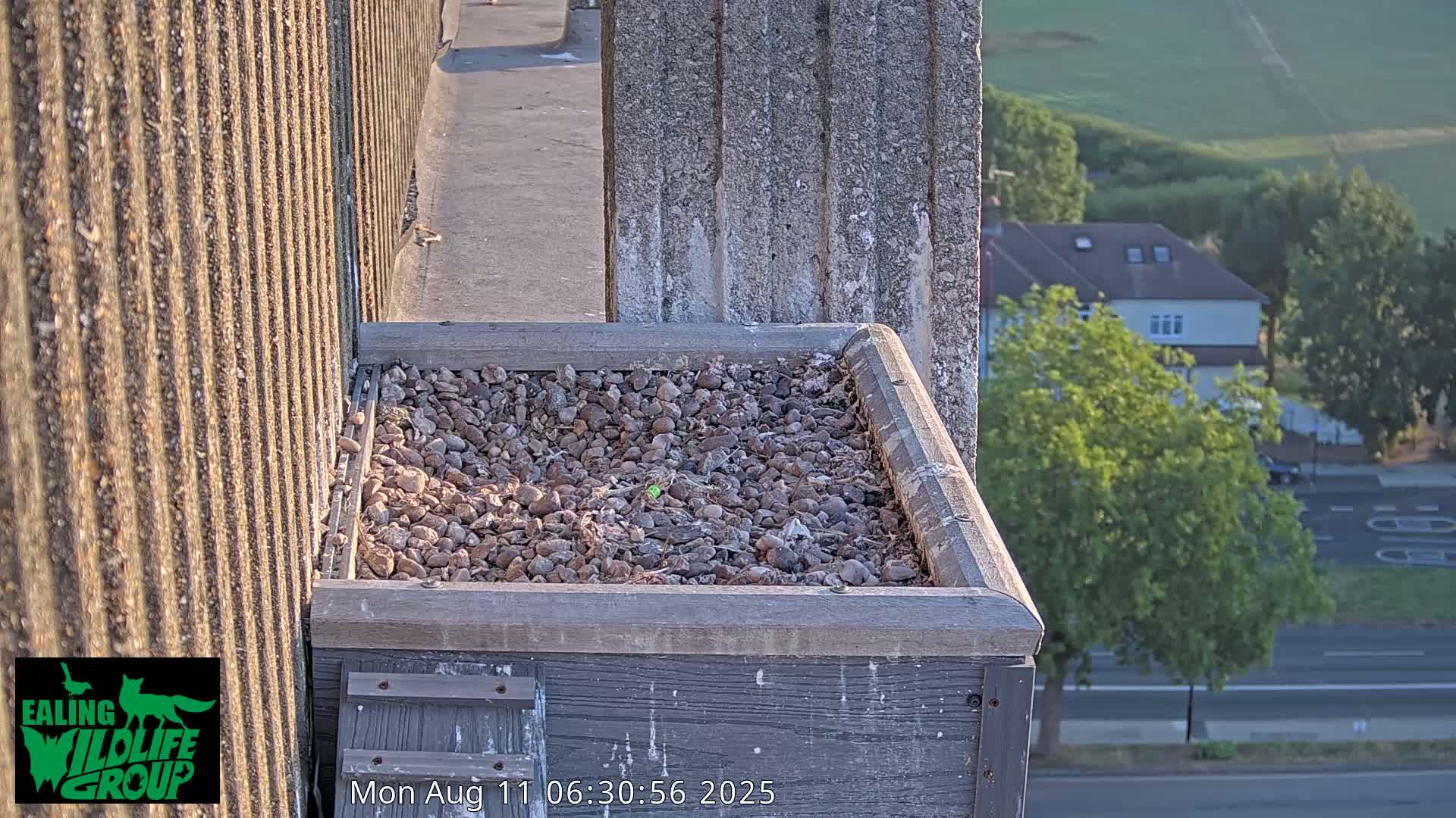 Ealing A4020/ Uxbridge Rd & Ealing’s Peregrine Falcons Life Live Cam - Ealing, London, England, United Kingdom