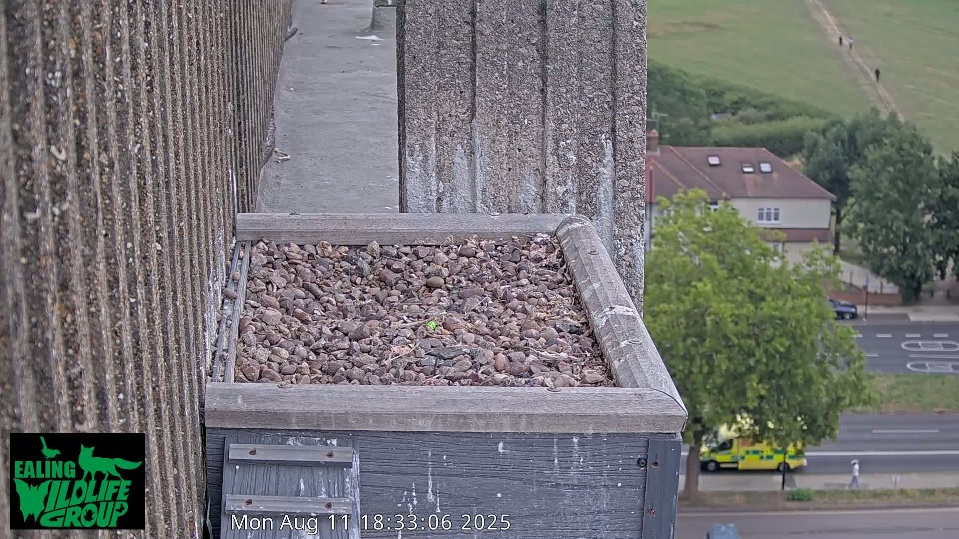 Ealing A4020/ Uxbridge Rd & Ealing’s Peregrine Falcons Life Live Cam - Ealing, London, England, United Kingdom