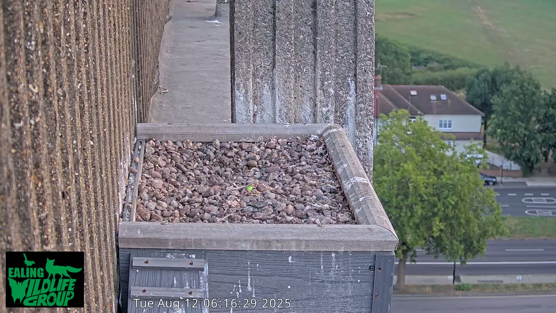 Ealing A4020/ Uxbridge Rd & Ealing’s Peregrine Falcons Life Live Cam - Ealing, London, England, United Kingdom