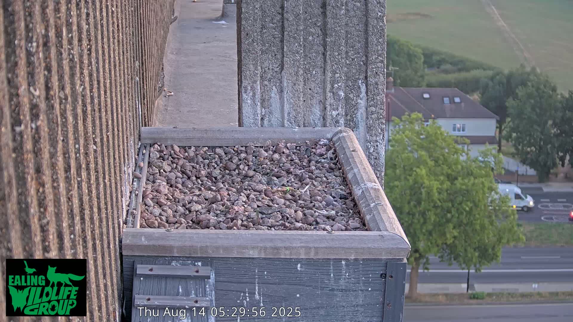 Ealing A4020/ Uxbridge Rd & Ealing’s Peregrine Falcons Life Live Cam - Ealing, London, England, United Kingdom