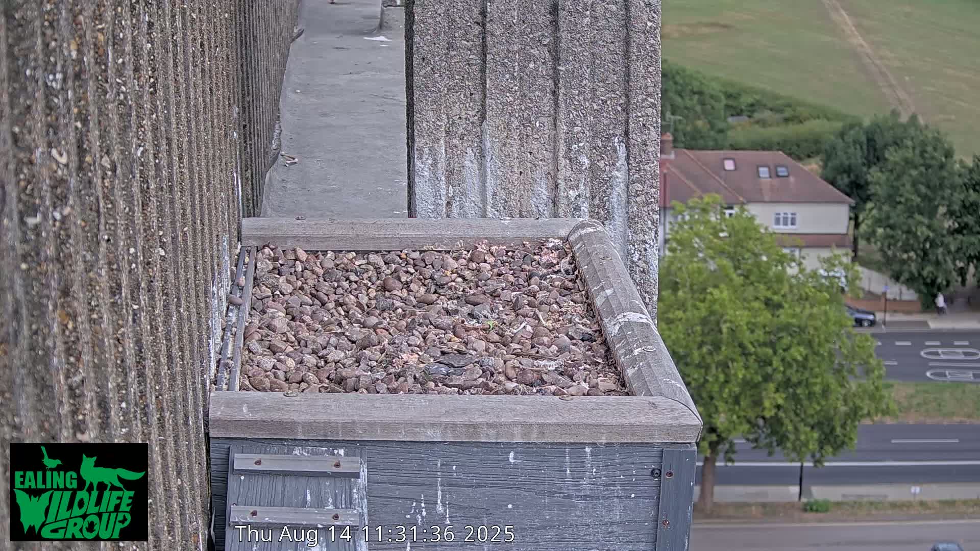 Ealing A4020/ Uxbridge Rd & Ealing’s Peregrine Falcons Life Live Cam - Ealing, London, England, United Kingdom