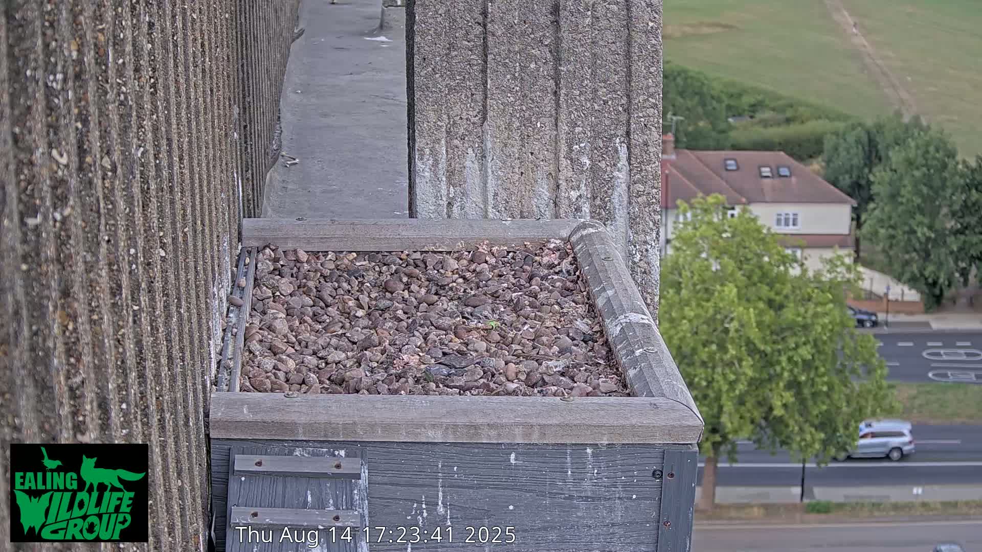 Ealing A4020/ Uxbridge Rd & Ealing’s Peregrine Falcons Life Live Cam - Ealing, London, England, United Kingdom