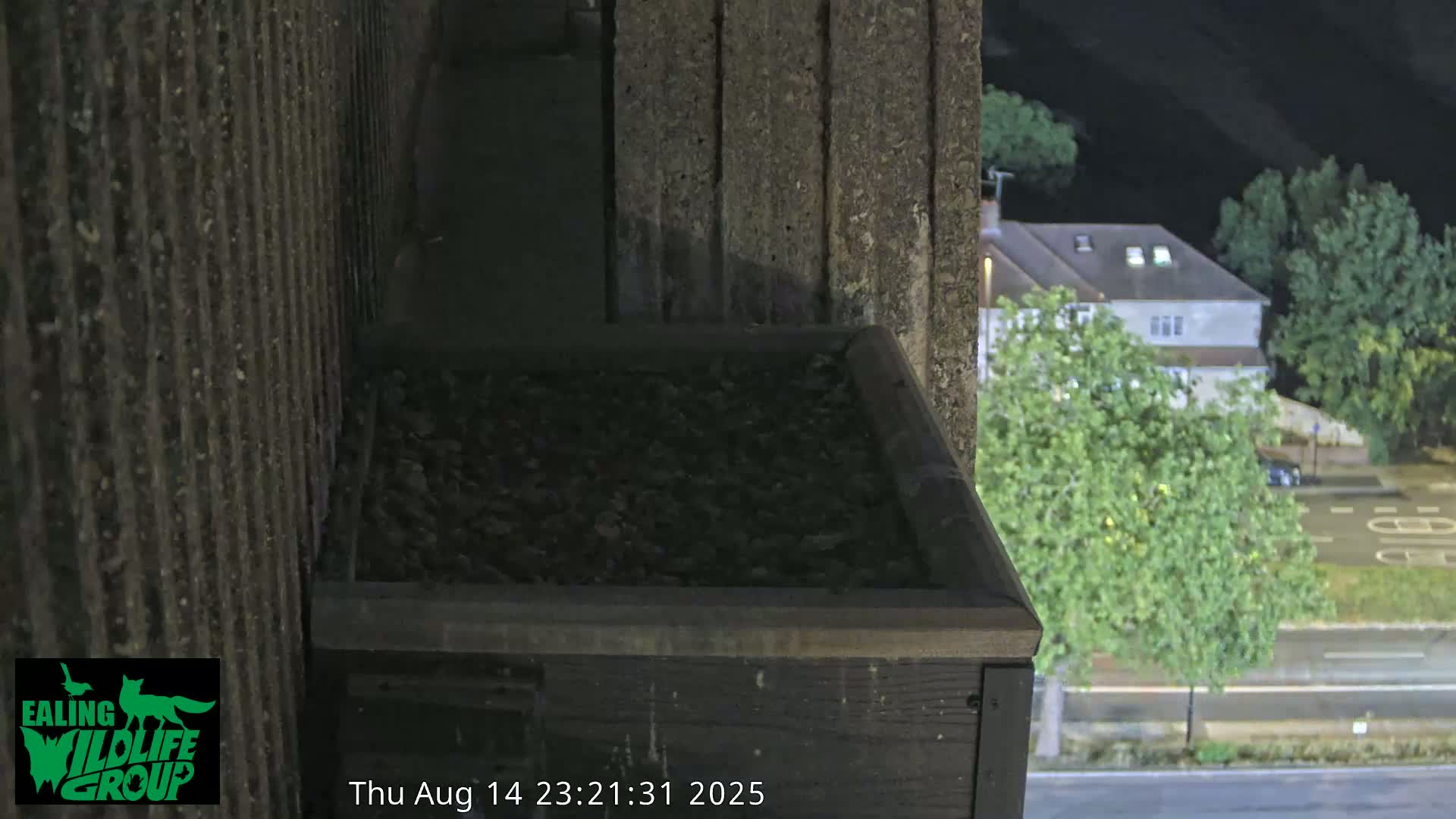 Ealing A4020/ Uxbridge Rd & Ealing’s Peregrine Falcons Life Live Cam - Ealing, London, England, United Kingdom