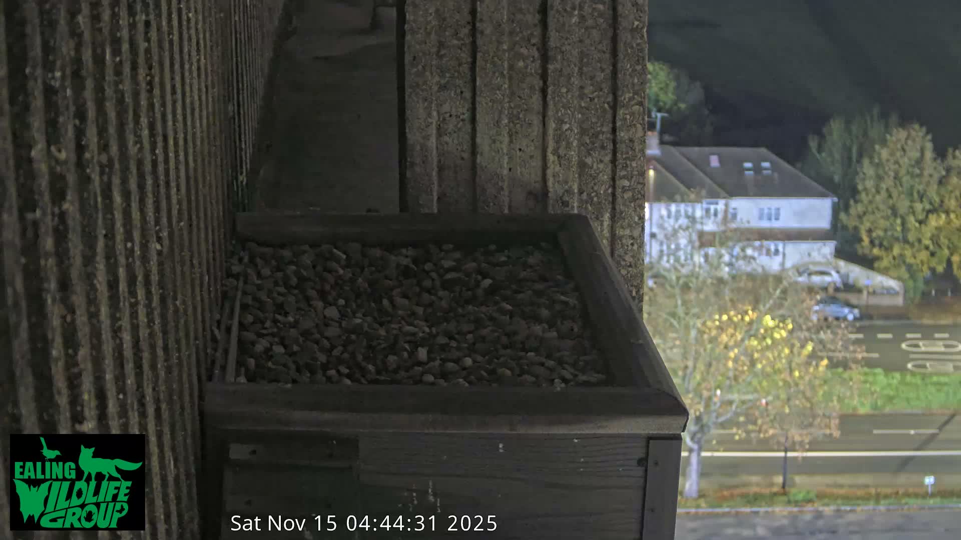 Ealing A4020/ Uxbridge Rd & Ealing’s Peregrine Falcons Life Live Cam - Ealing, London, England, United Kingdom