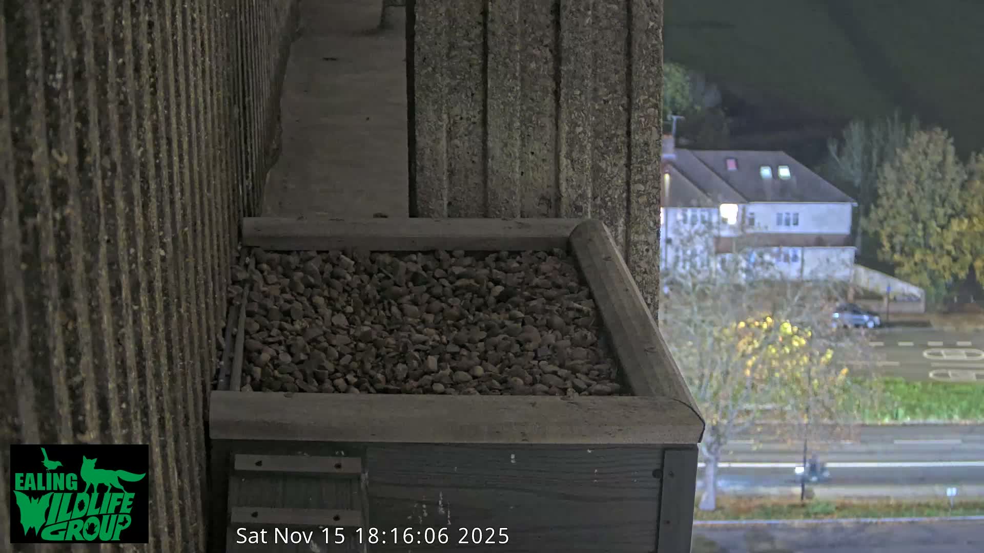 Ealing A4020/ Uxbridge Rd & Ealing’s Peregrine Falcons Life Live Cam - Ealing, London, England, United Kingdom