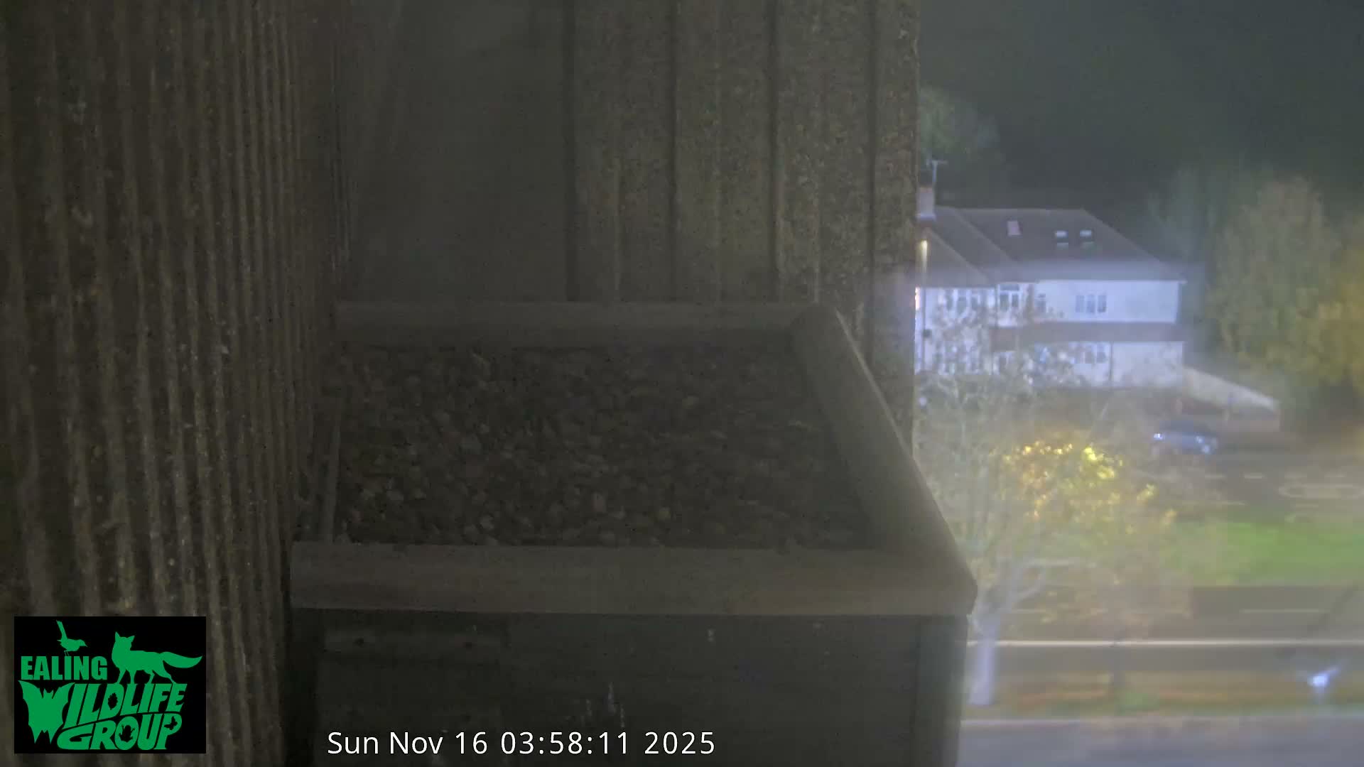 Ealing A4020/ Uxbridge Rd & Ealing’s Peregrine Falcons Life Live Cam - Ealing, London, England, United Kingdom