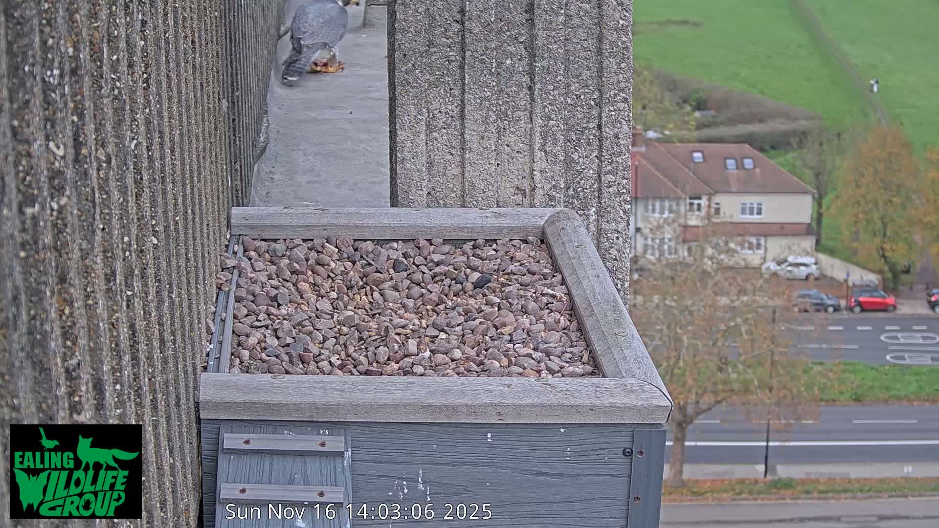 Ealing A4020/ Uxbridge Rd & Ealing’s Peregrine Falcons Life Live Cam - Ealing, London, England, United Kingdom
