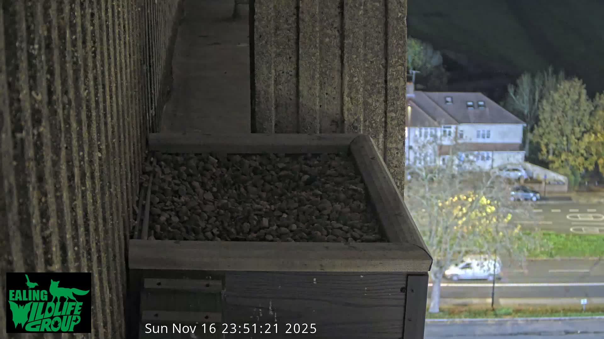 Ealing A4020/ Uxbridge Rd & Ealing’s Peregrine Falcons Life Live Cam - Ealing, London, England, United Kingdom