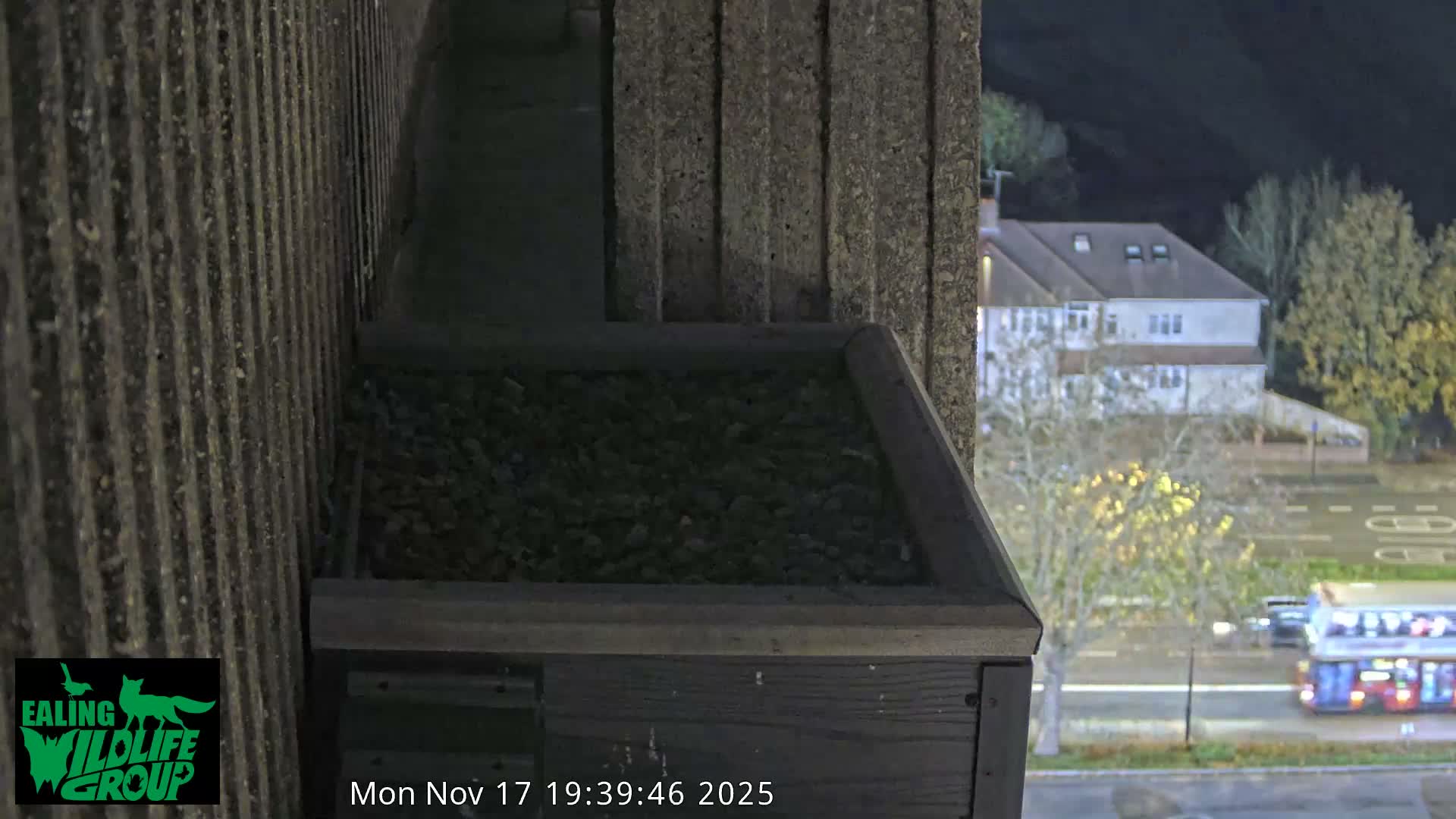 Ealing A4020/ Uxbridge Rd & Ealing’s Peregrine Falcons Life Live Cam - Ealing, London, England, United Kingdom