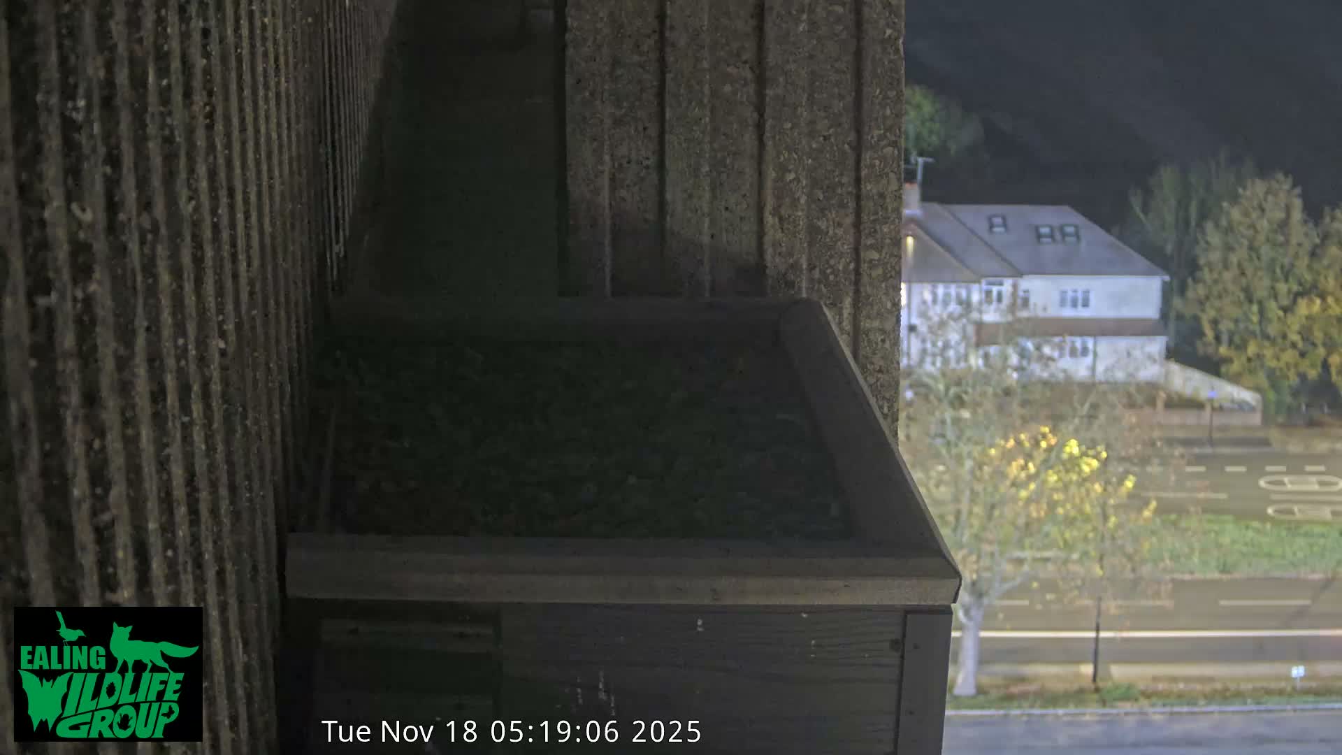 Ealing A4020/ Uxbridge Rd & Ealing’s Peregrine Falcons Life Live Cam - Ealing, London, England, United Kingdom