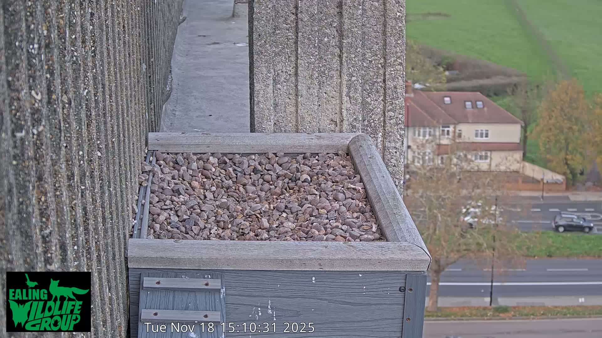 Ealing A4020/ Uxbridge Rd & Ealing’s Peregrine Falcons Life Live Cam - Ealing, London, England, United Kingdom