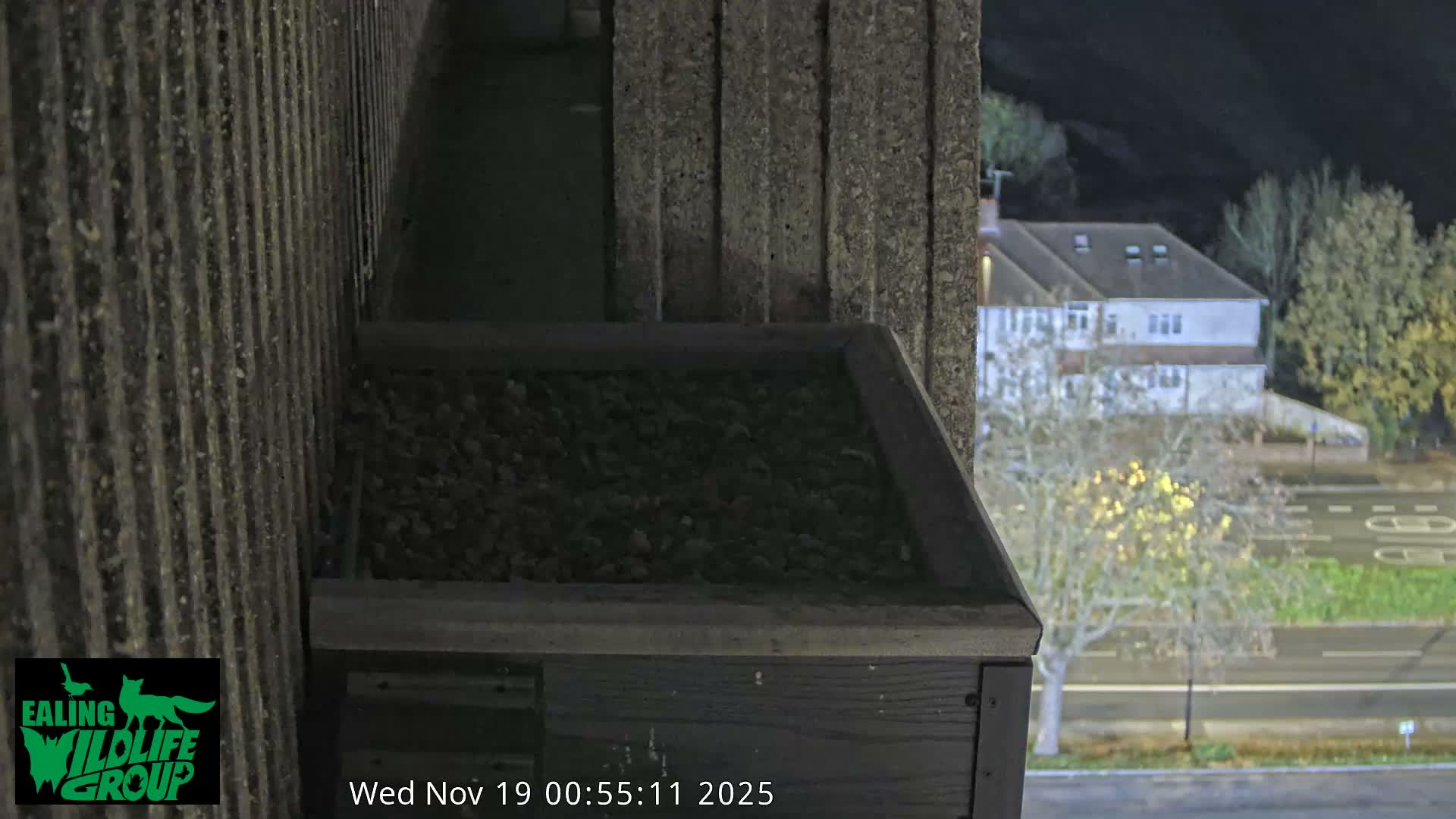 Ealing A4020/ Uxbridge Rd & Ealing’s Peregrine Falcons Life Live Cam - Ealing, London, England, United Kingdom