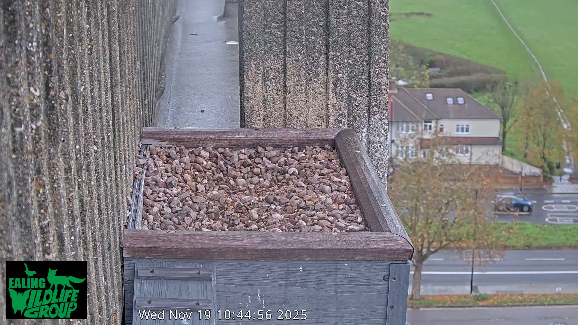 Ealing A4020/ Uxbridge Rd & Ealing’s Peregrine Falcons Life Live Cam - Ealing, London, England, United Kingdom