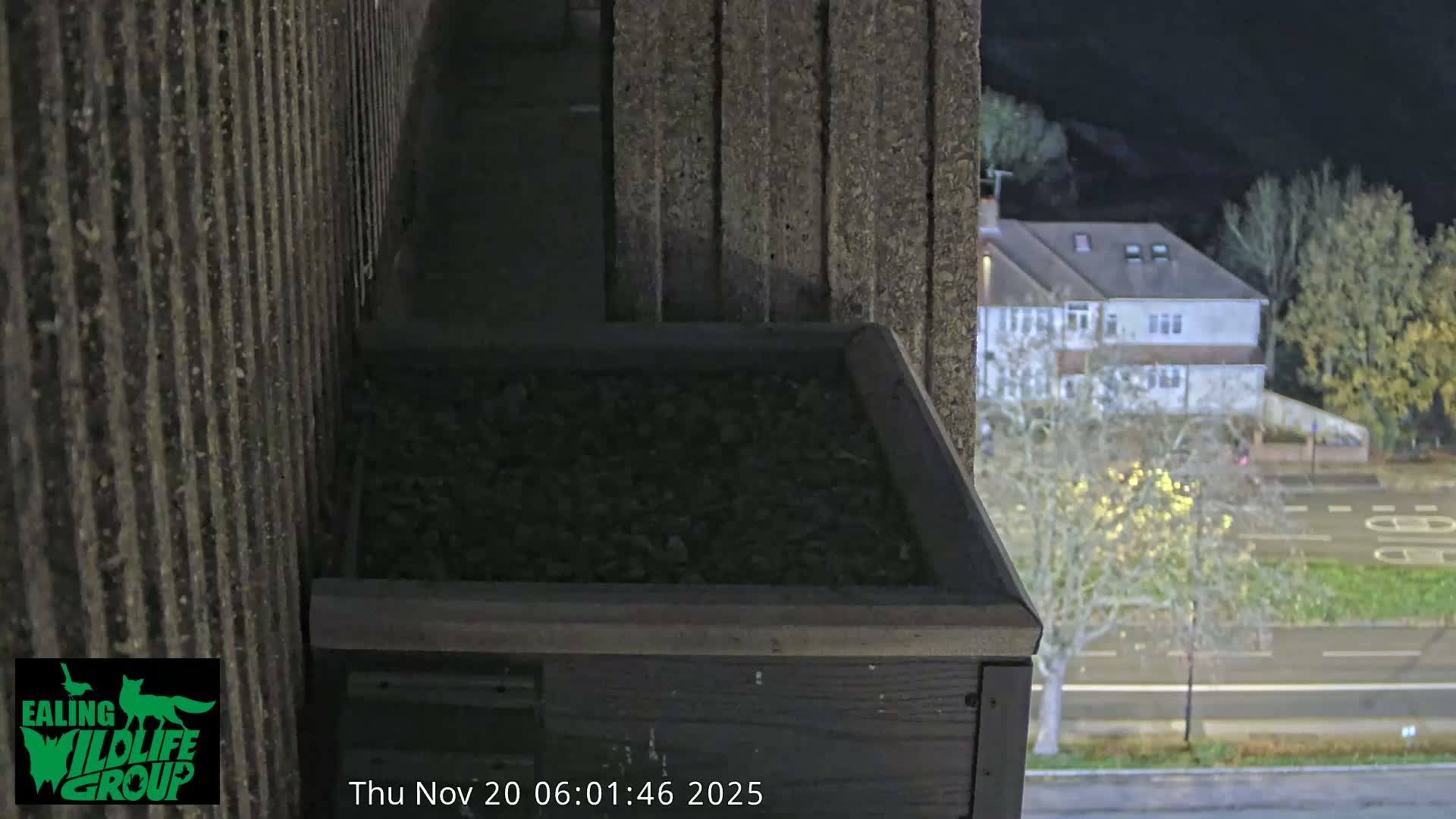 Ealing A4020/ Uxbridge Rd & Ealing’s Peregrine Falcons Life Live Cam - Ealing, London, England, United Kingdom