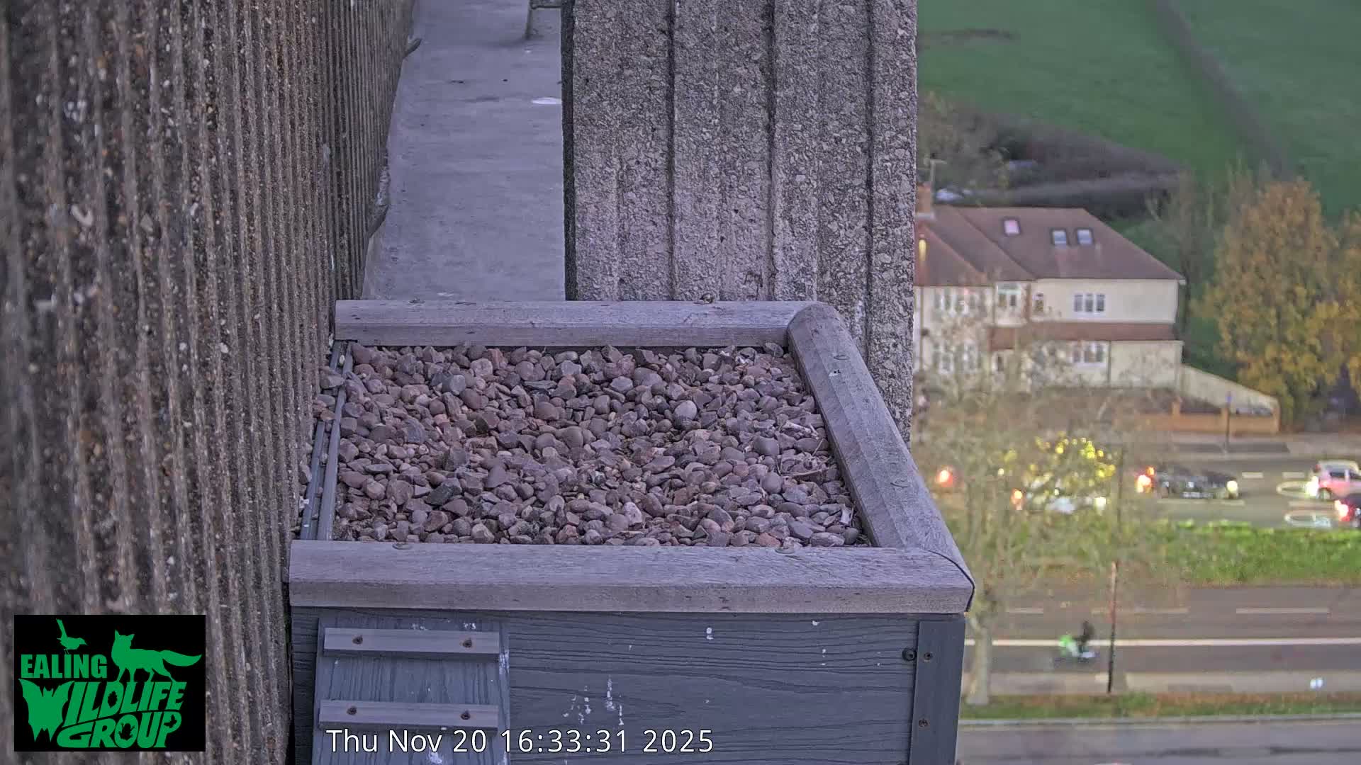 Ealing A4020/ Uxbridge Rd & Ealing’s Peregrine Falcons Life Live Cam - Ealing, London, England, United Kingdom