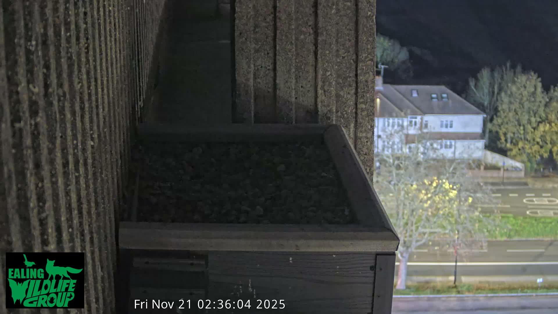 Ealing A4020/ Uxbridge Rd & Ealing’s Peregrine Falcons Life Live Cam - Ealing, London, England, United Kingdom
