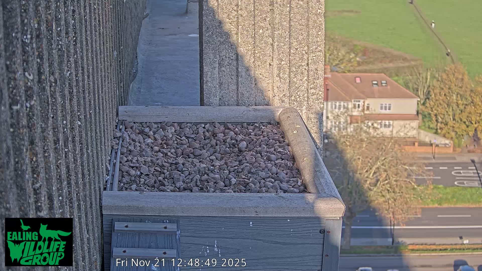 Ealing A4020/ Uxbridge Rd & Ealing’s Peregrine Falcons Life Live Cam - Ealing, London, England, United Kingdom