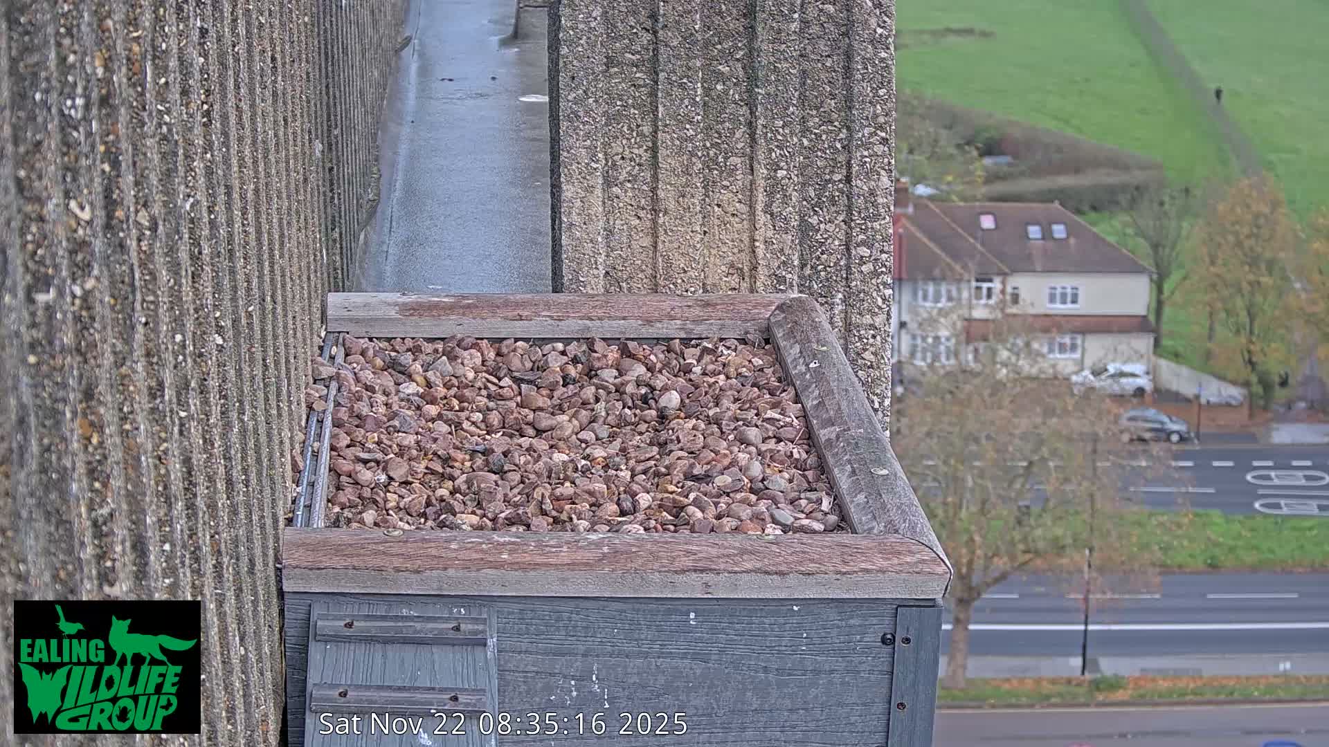 A high-angle view on a damp, overcast day shows a pebbled nest box on a concrete ledge, overlooking a residential street with houses, bare trees, and a distant green hillside with a person walking.