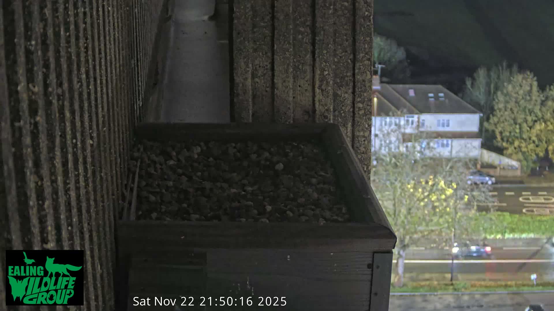Ealing A4020/ Uxbridge Rd & Ealing’s Peregrine Falcons Life Live Cam - Ealing, London, England, United Kingdom