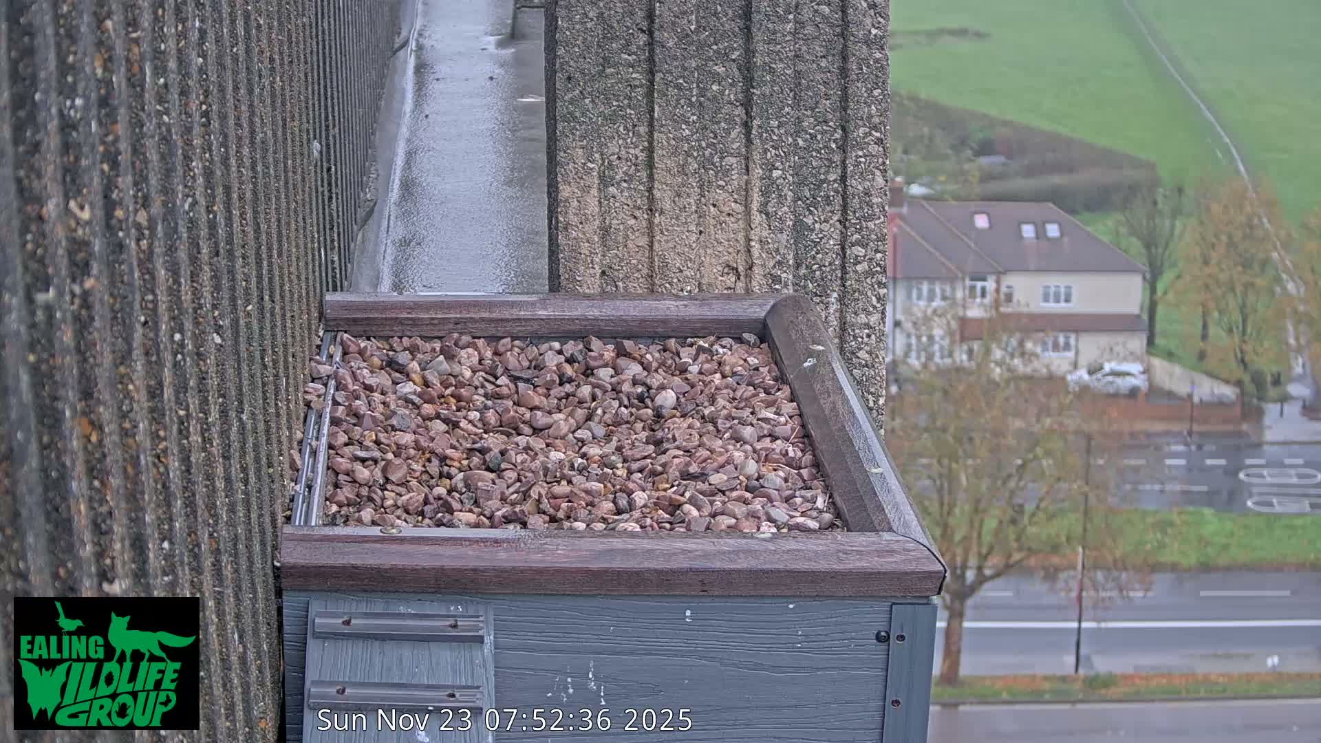 Ealing A4020/ Uxbridge Rd & Ealing’s Peregrine Falcons Life Live Cam - Ealing, London, England, United Kingdom