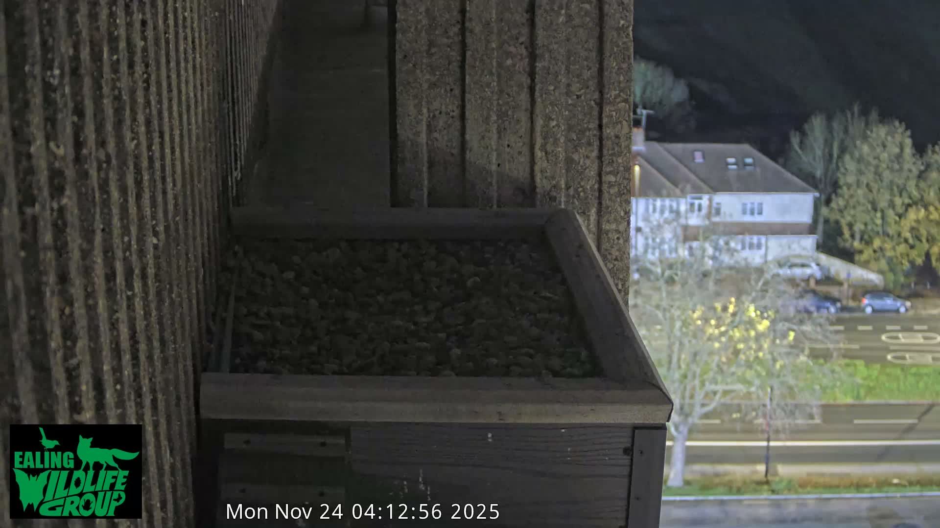 Ealing A4020/ Uxbridge Rd & Ealing’s Peregrine Falcons Life Live Cam - Ealing, London, England, United Kingdom