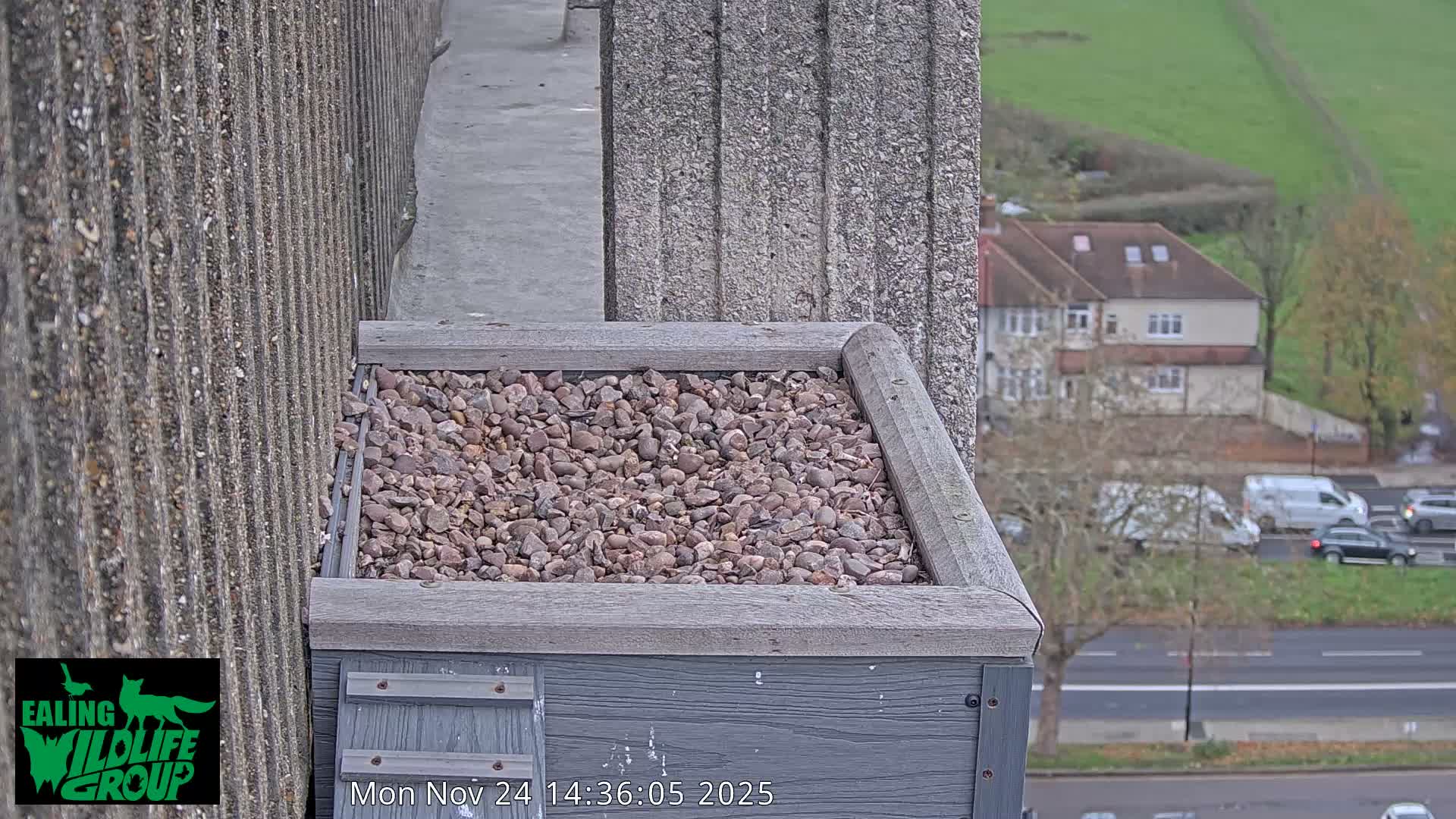 Ealing A4020/ Uxbridge Rd & Ealing’s Peregrine Falcons Life Live Cam - Ealing, London, England, United Kingdom