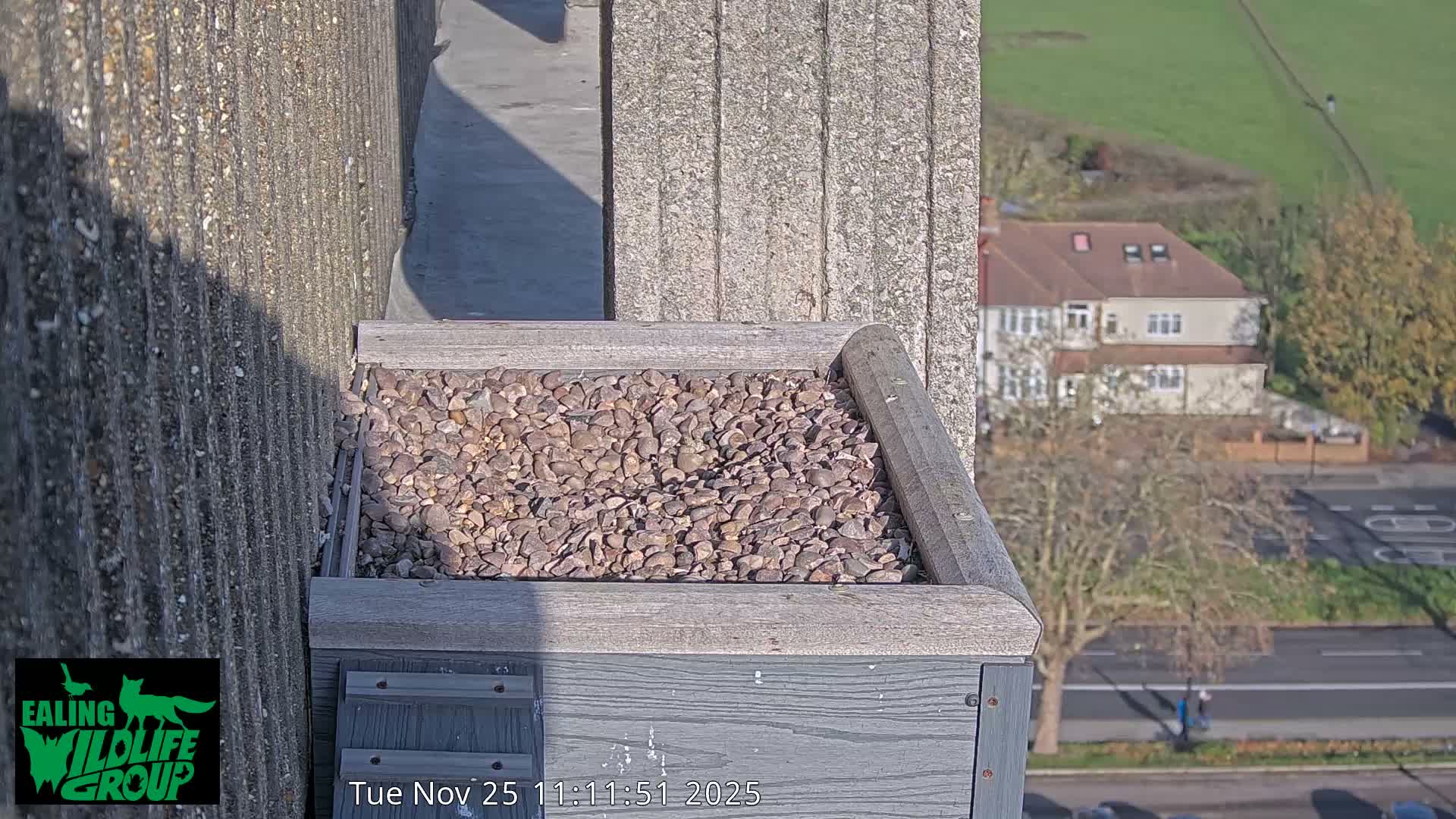Ealing A4020/ Uxbridge Rd & Ealing’s Peregrine Falcons Life Live Cam - Ealing, London, England, United Kingdom