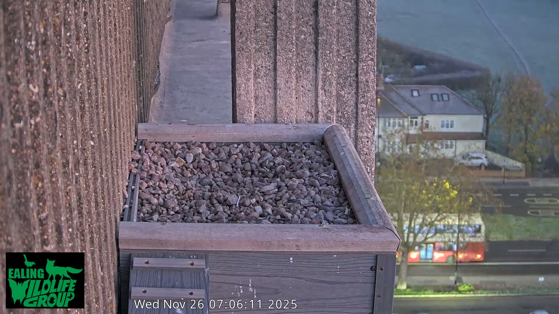 Ealing A4020/ Uxbridge Rd & Ealing’s Peregrine Falcons Life Live Cam - Ealing, London, England, United Kingdom