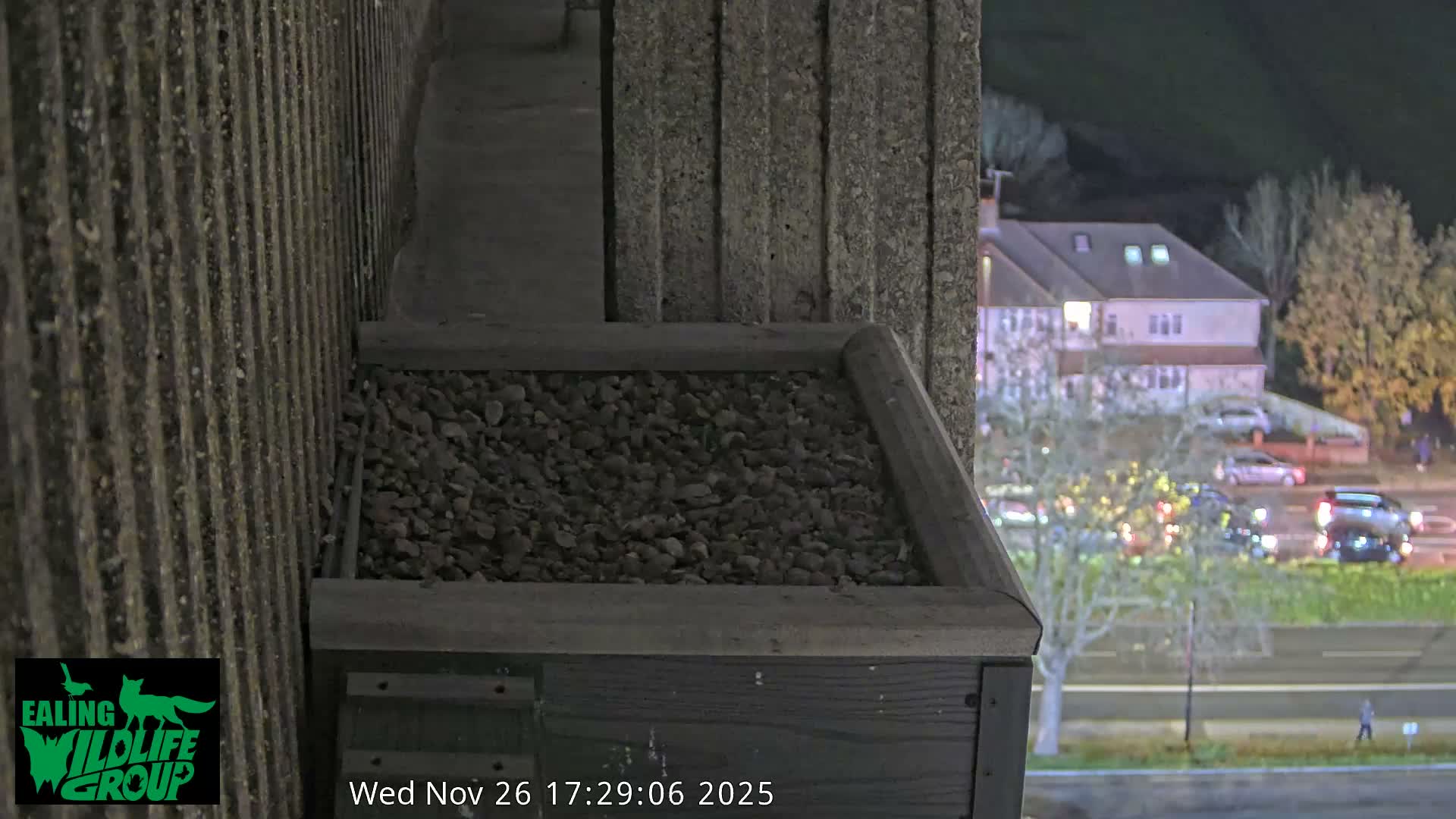Ealing A4020/ Uxbridge Rd & Ealing’s Peregrine Falcons Life Live Cam - Ealing, London, England, United Kingdom