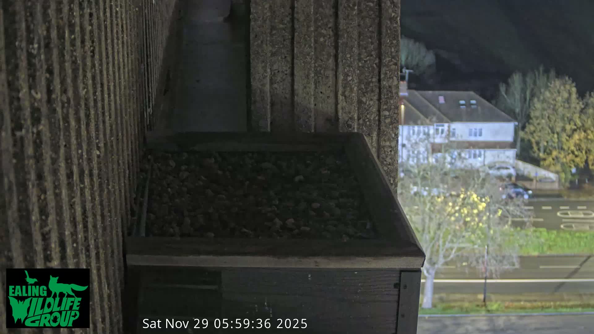 Ealing A4020/ Uxbridge Rd & Ealing’s Peregrine Falcons Life Live Cam - Ealing, London, England, United Kingdom